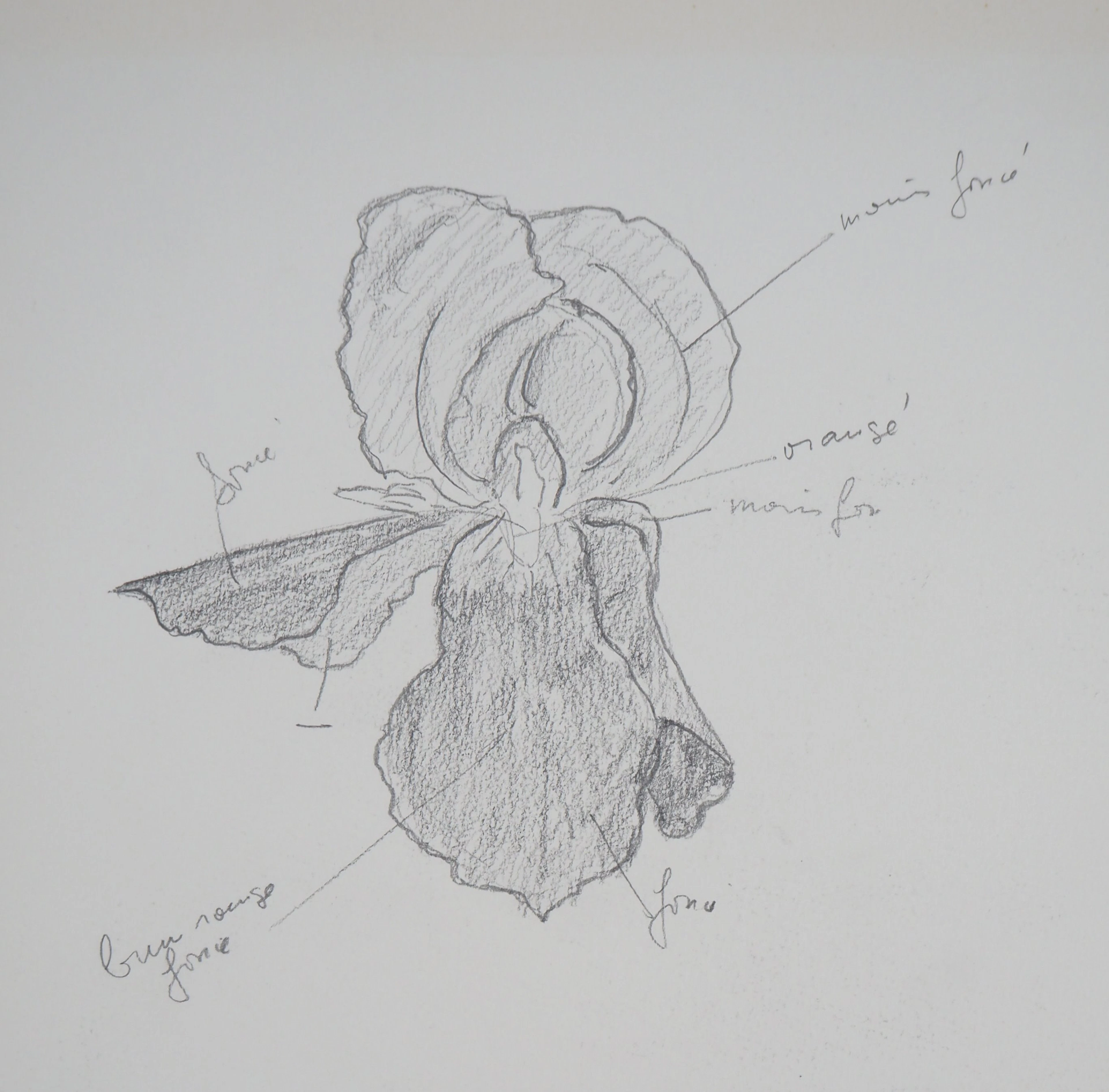Lily MASSON : Anatomie de fleur - Dessin au crayon original