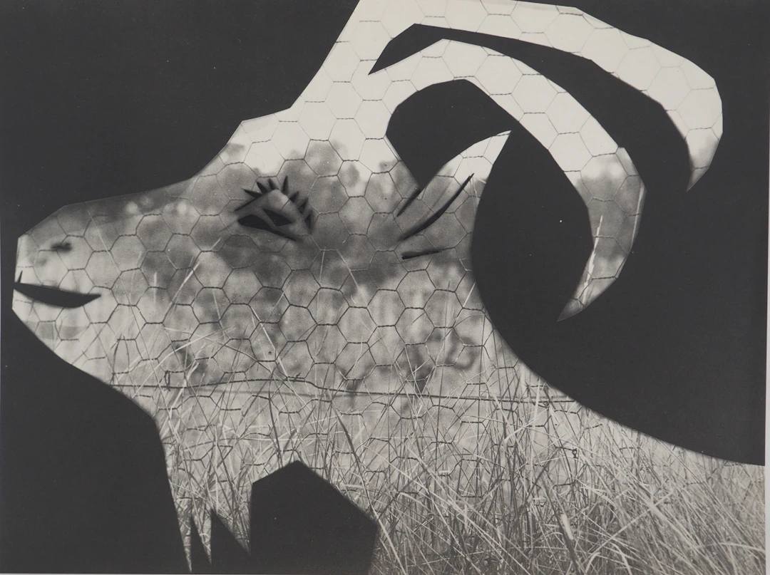Pablo PICASSO : Diurnes, La chèvre au grillage, Phototypie originale