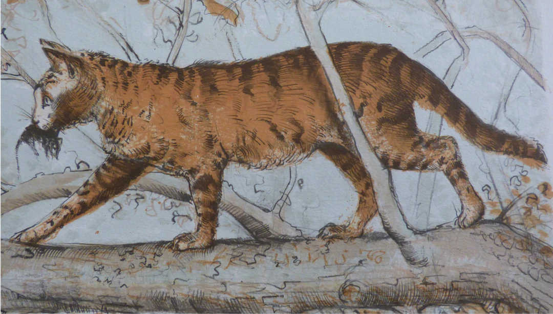 Blaise PRUD’HON - Le chat - Lithographie originale signée