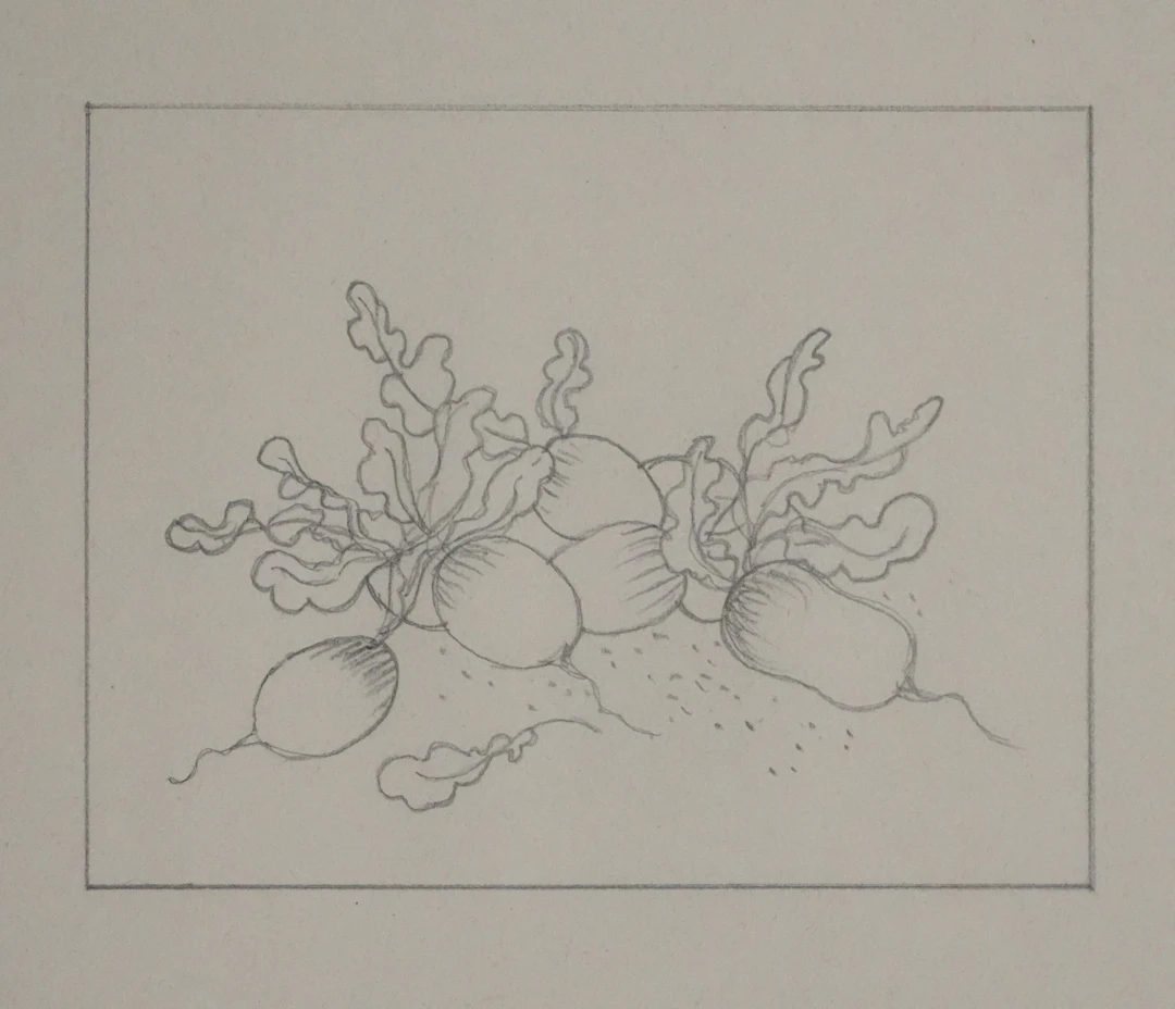 Jean-Emile LABOUREUR : Radis, Dessin original