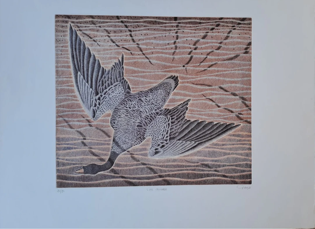 Mr Giraud - L’oie cendrée - Lithographie originale, signée et numérotée