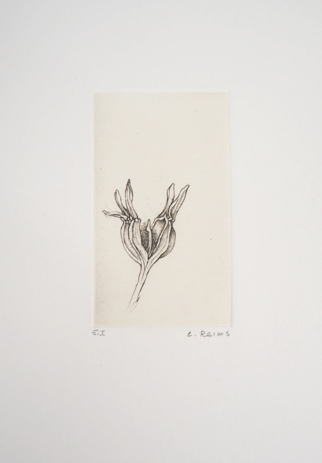 Cecile REIMS : Fleur du matin - Gravure originale signée