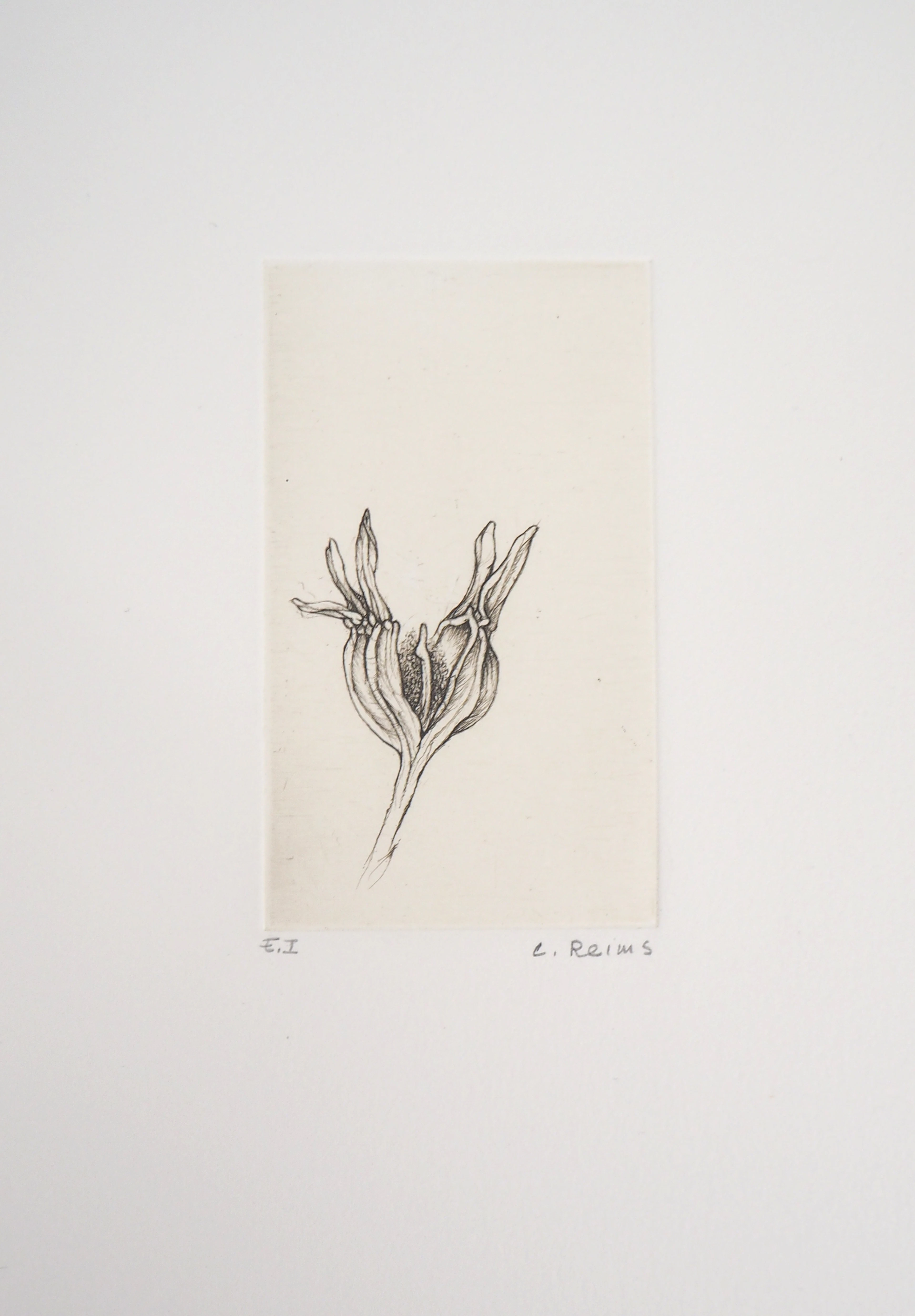 Cecile REIMS : Fleur du matin - Gravure originale signée