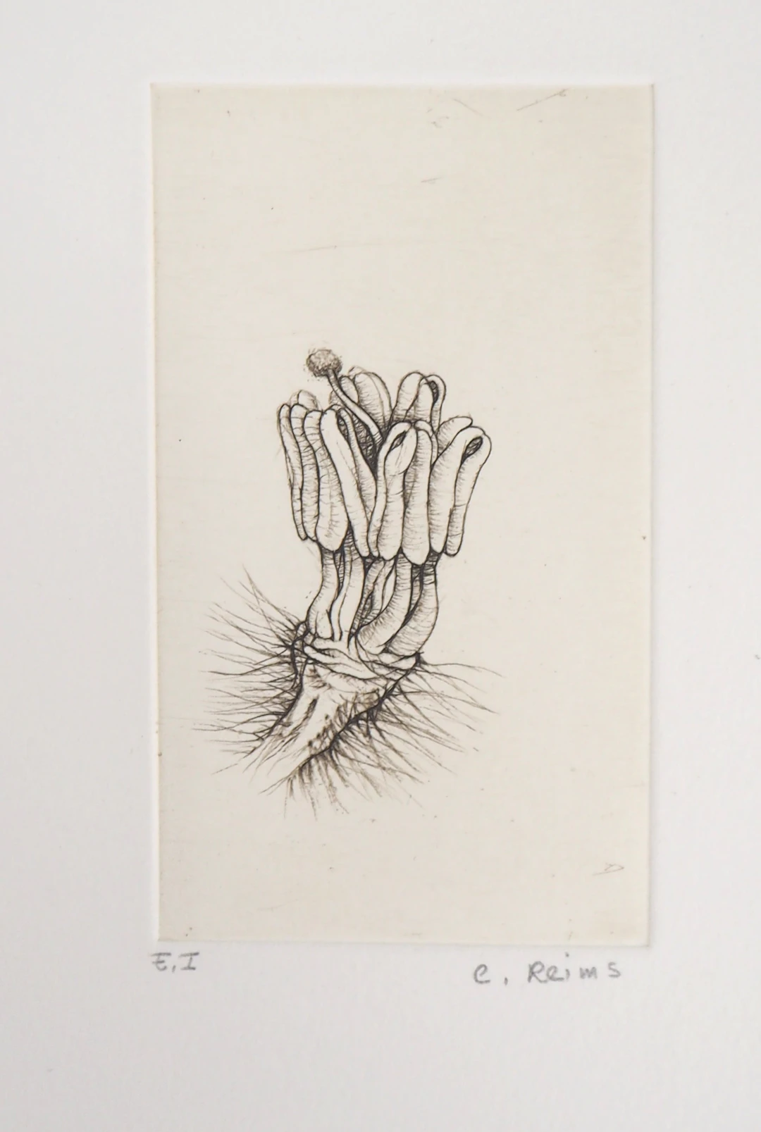 Cecile REIMS : Fleur surréaliste - Gravure originale signée