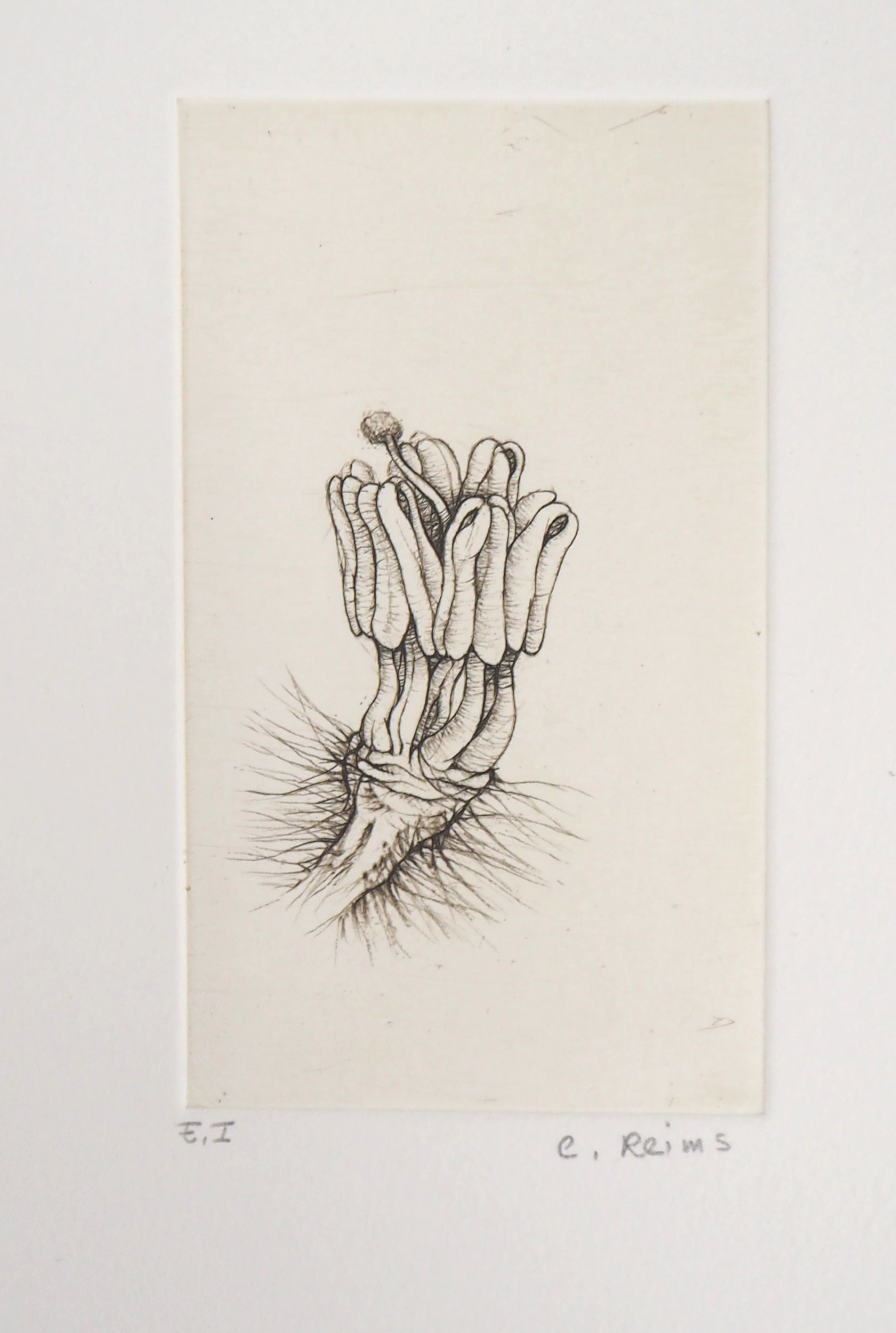 Cecile REIMS : Fleur surréaliste - Gravure originale signée