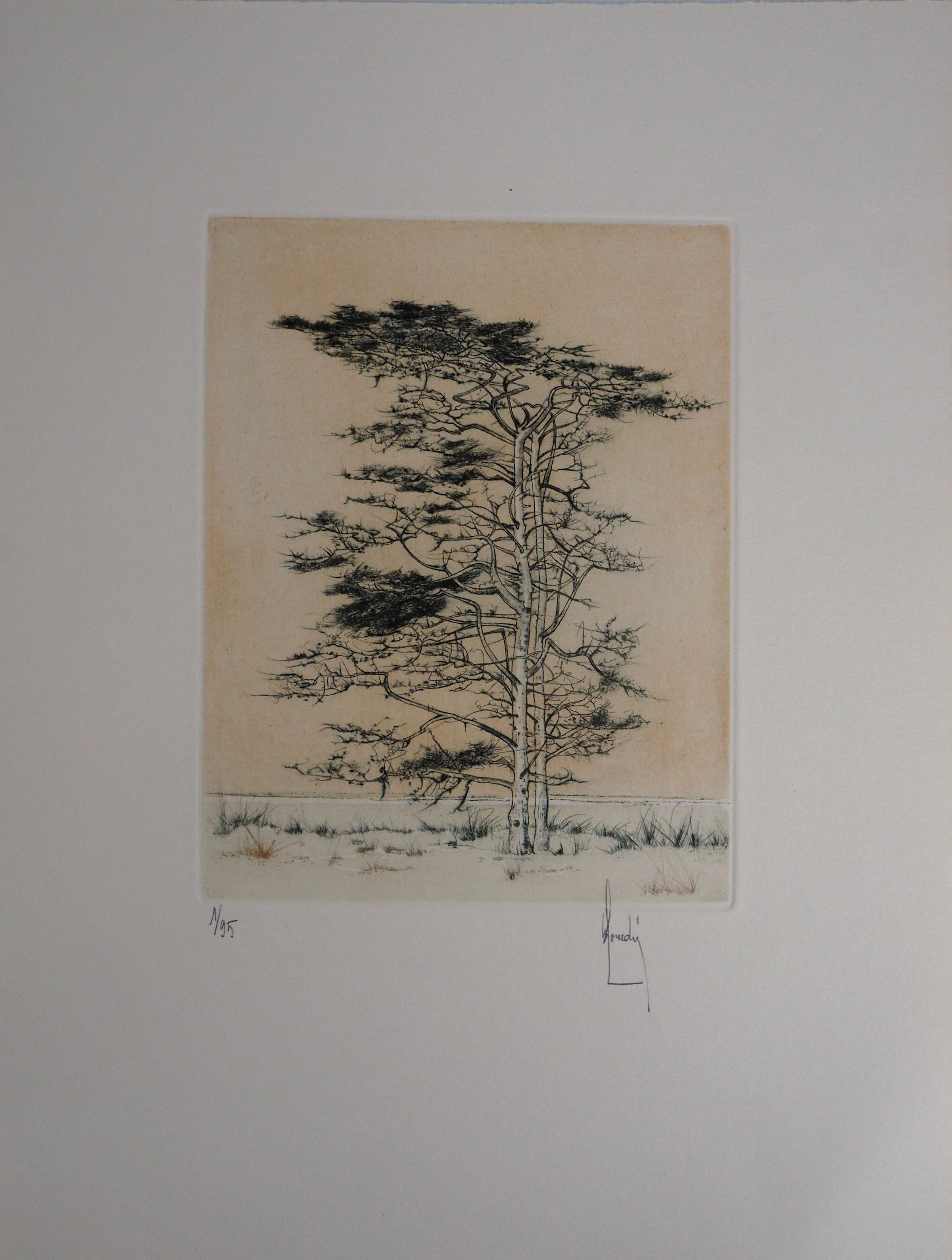 Bernard LOUEDIN : Le pin sylvestre - Gravure Originale Signée