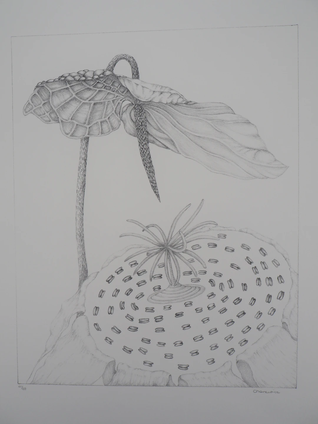 Gochka Charewicz - L’arum - Lithographie originale signée