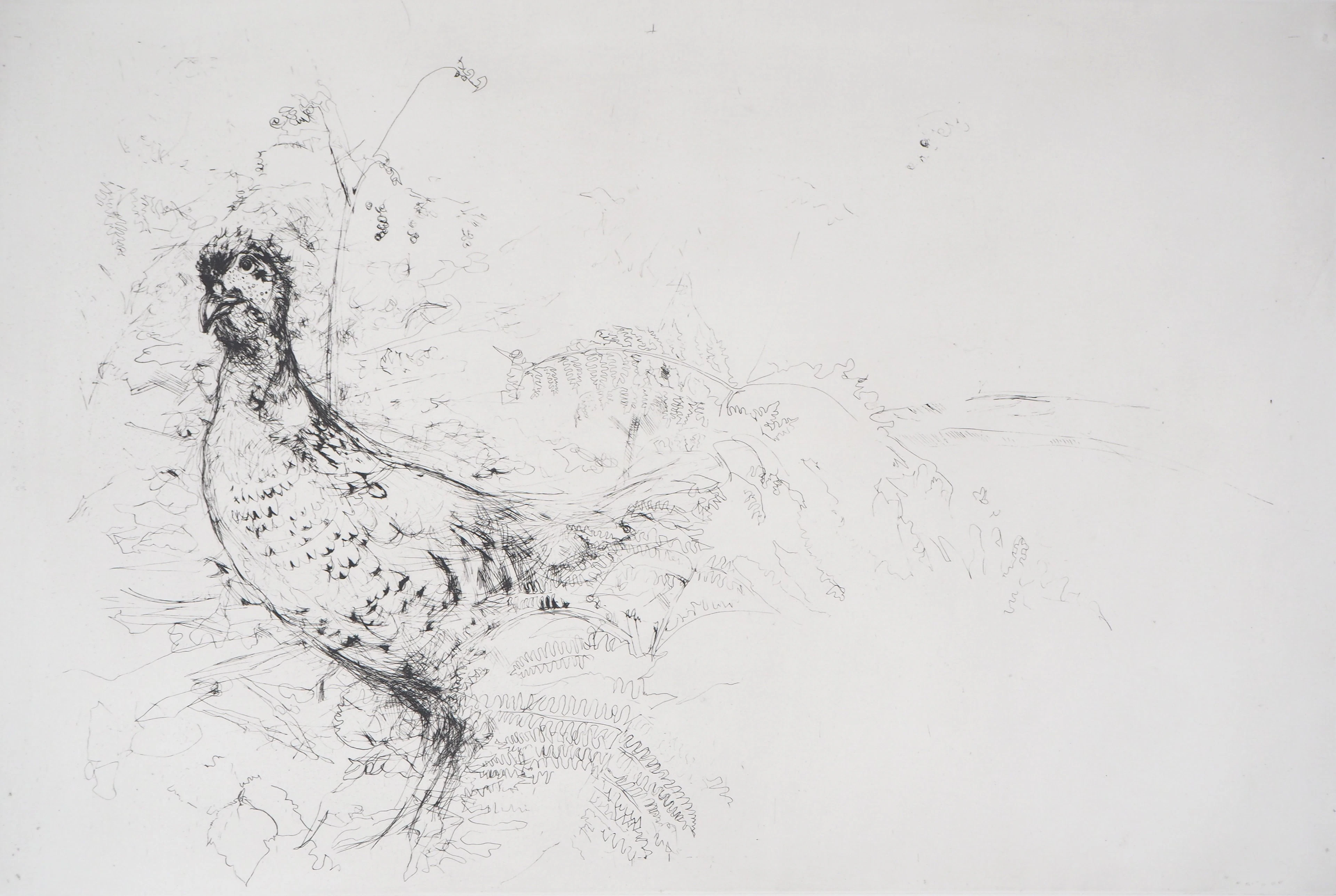 Yves- Jean COMMERE : Poule faisane - Gravure originale signée