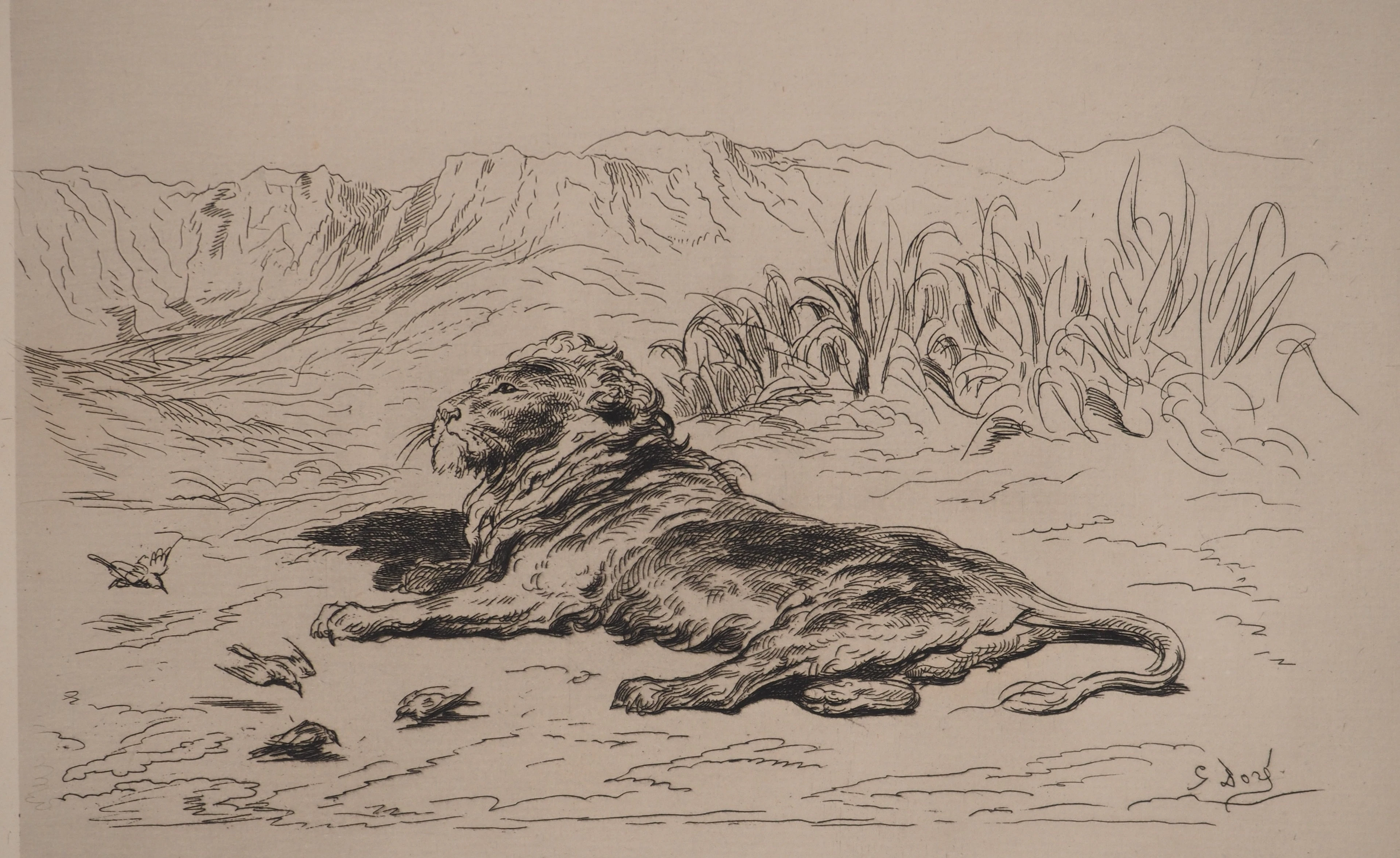 Gustave DORE : Le Lion, Gravure originale signée
