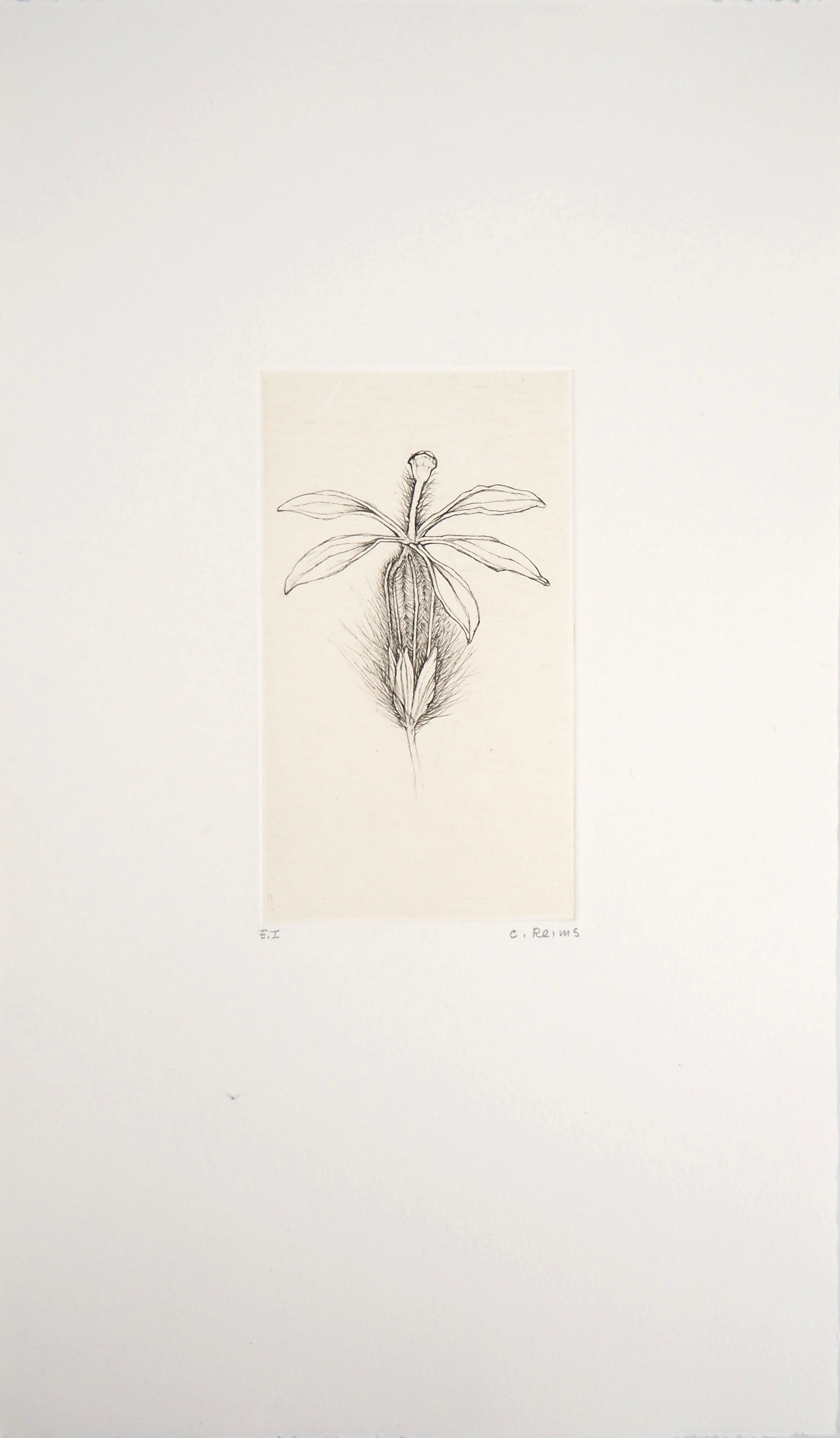 Cecile REIMS : Fleur fleurie - Gravure originale signée
