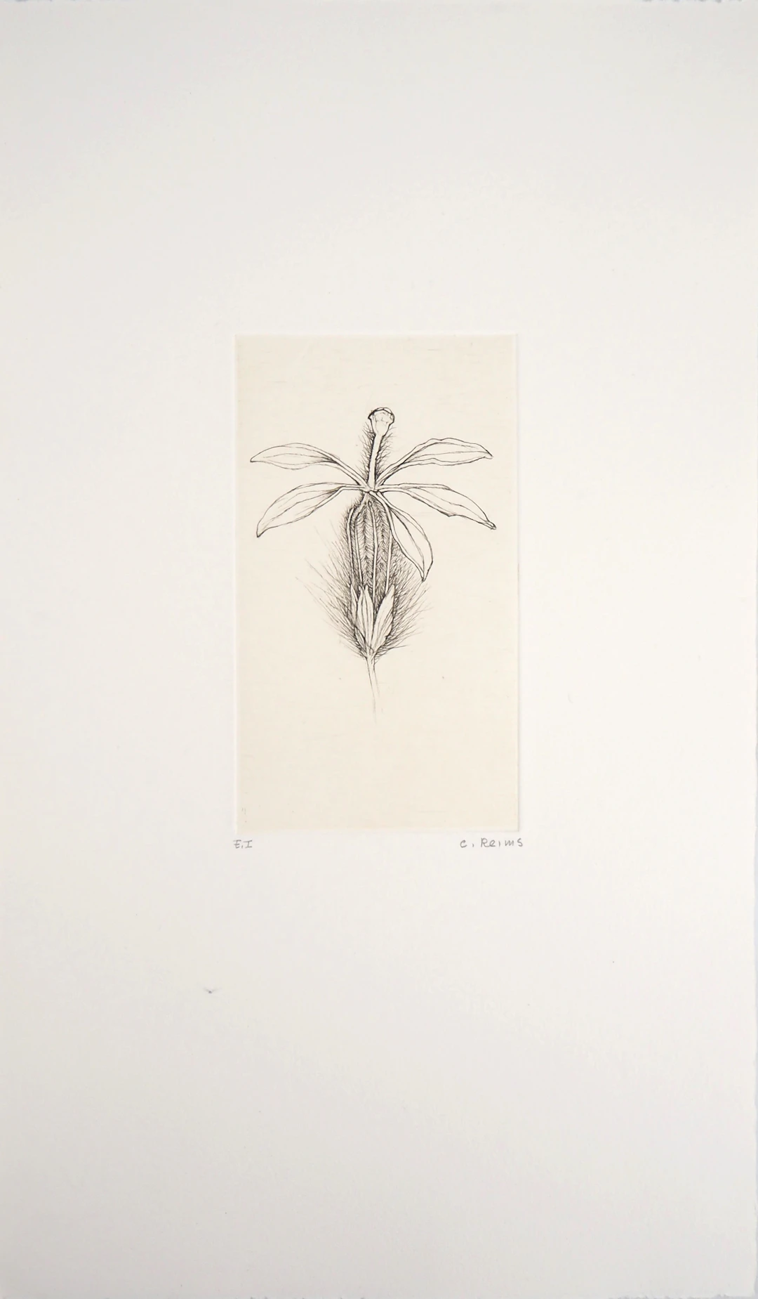 Cecile REIMS : Fleur fleurie - Gravure originale signée