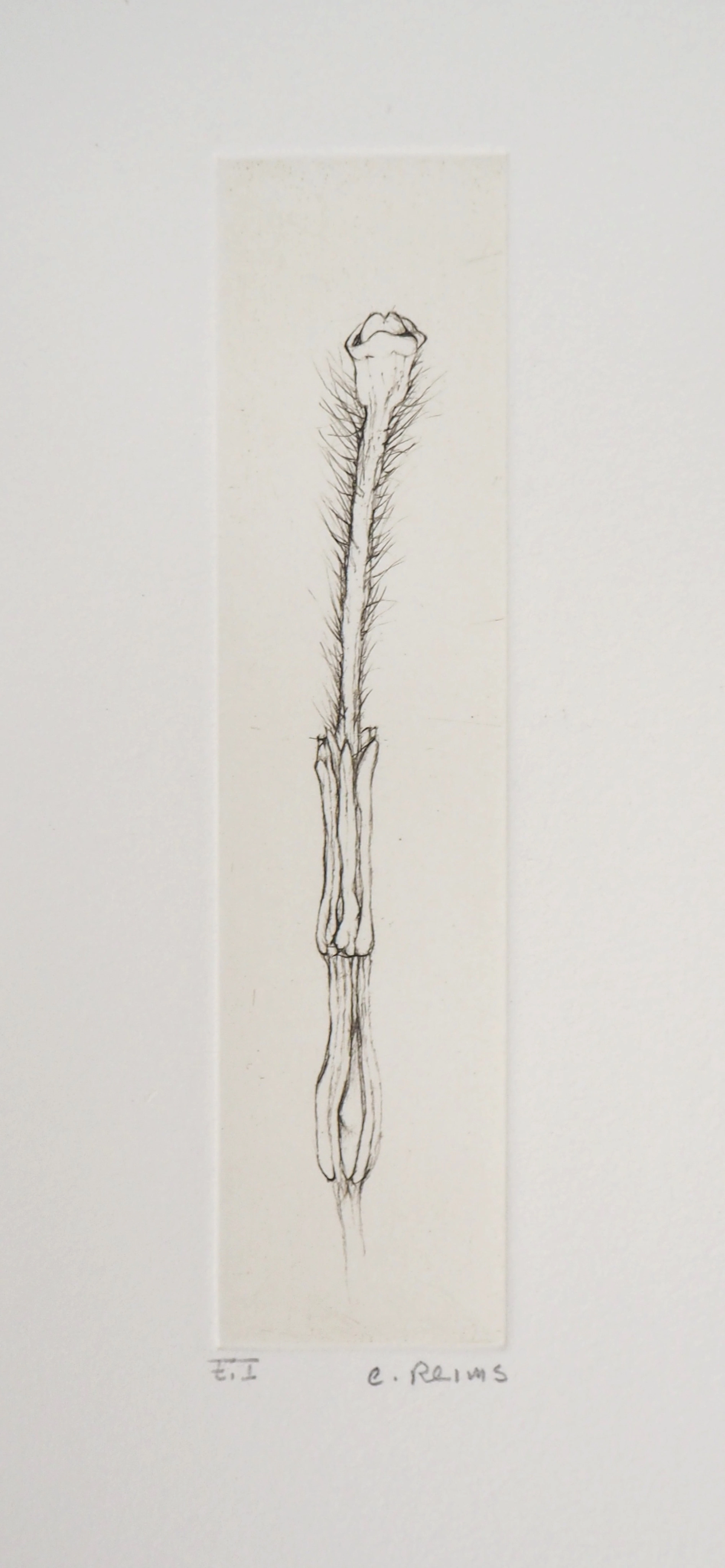 Cecile REIMS : Fleur séductrice - Gravure originale signée