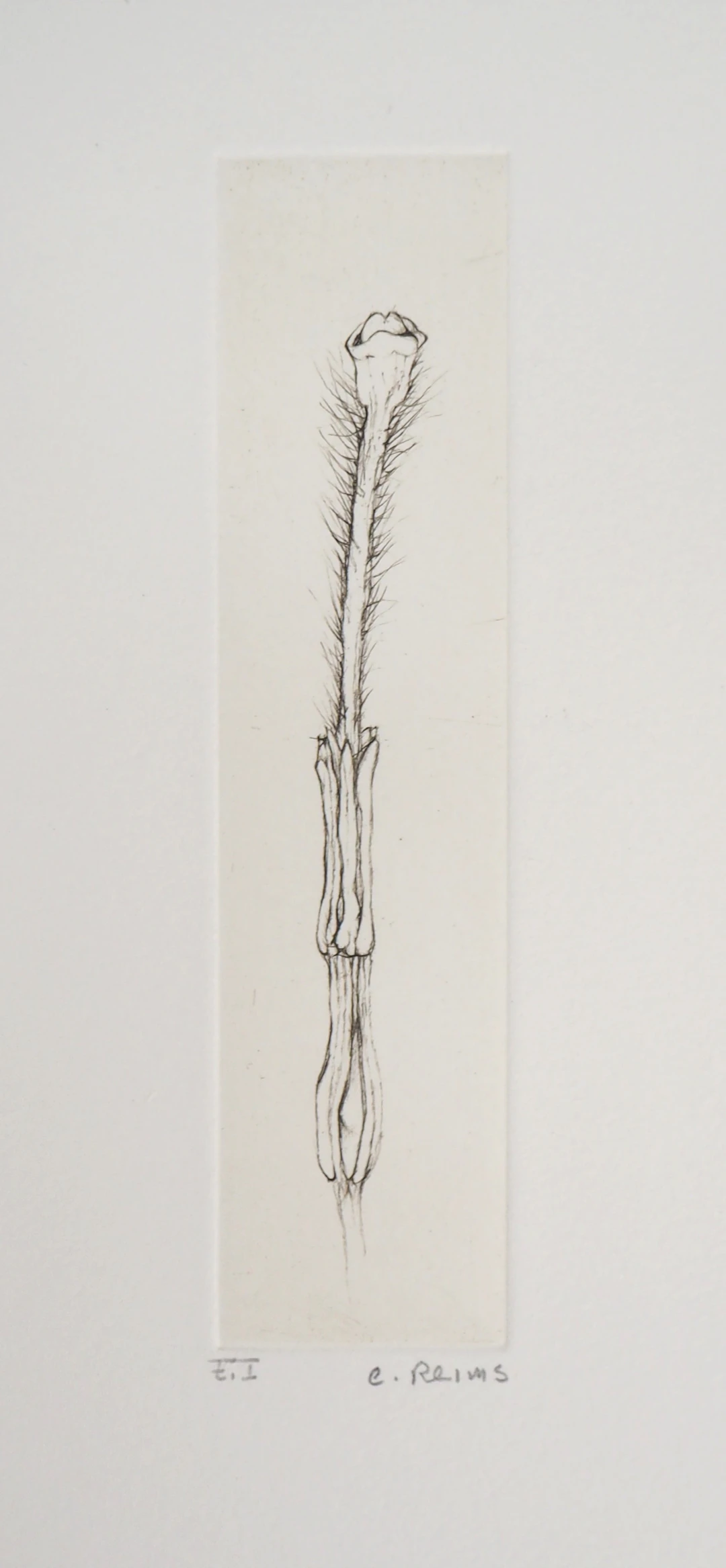 Cecile REIMS : Fleur séductrice - Gravure originale signée