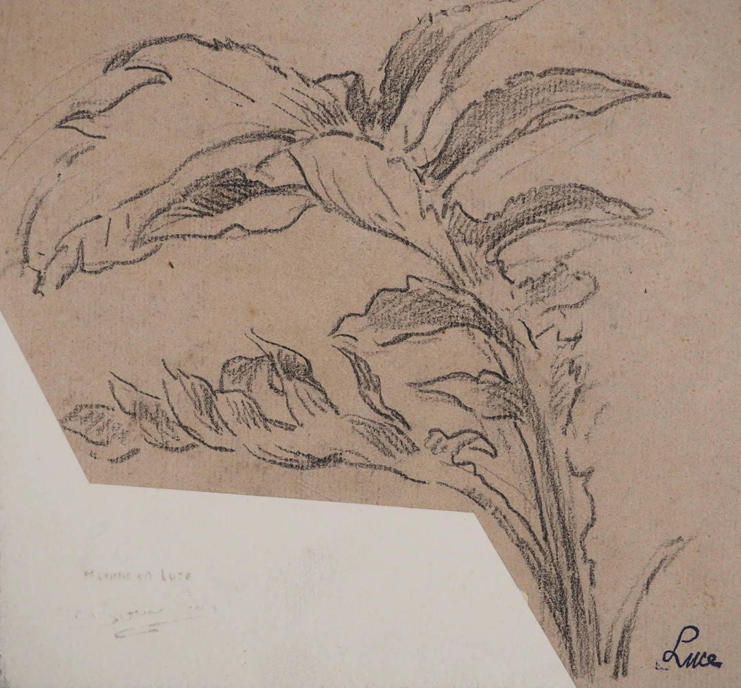 Maximilien LUCE : Dessin d'observation botanique, Dessin original signé