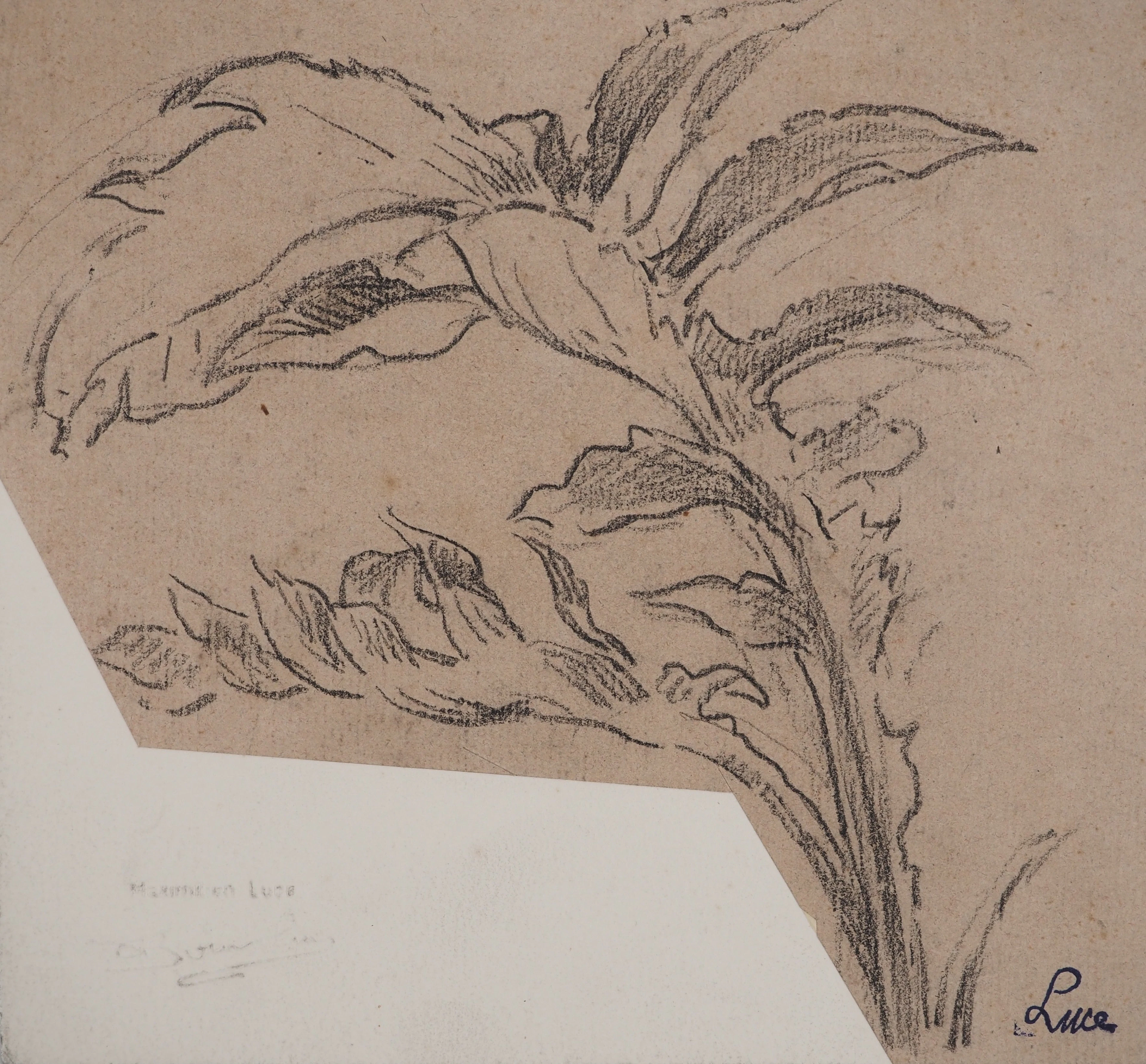 Maximilien LUCE : Dessin d'observation botanique, Dessin original signé