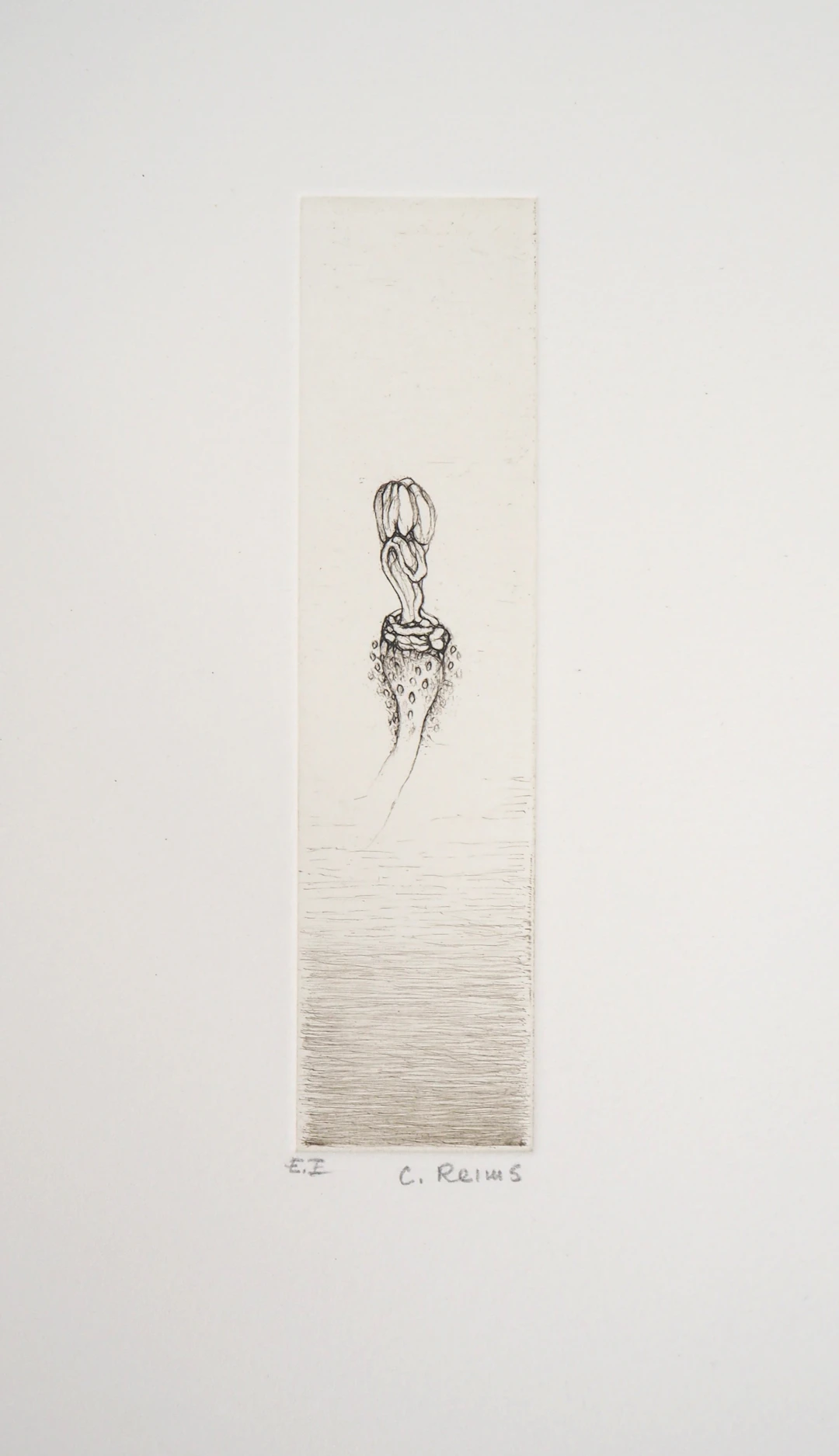 Cecile REIMS : Fleur curieuse - Gravure originale signée