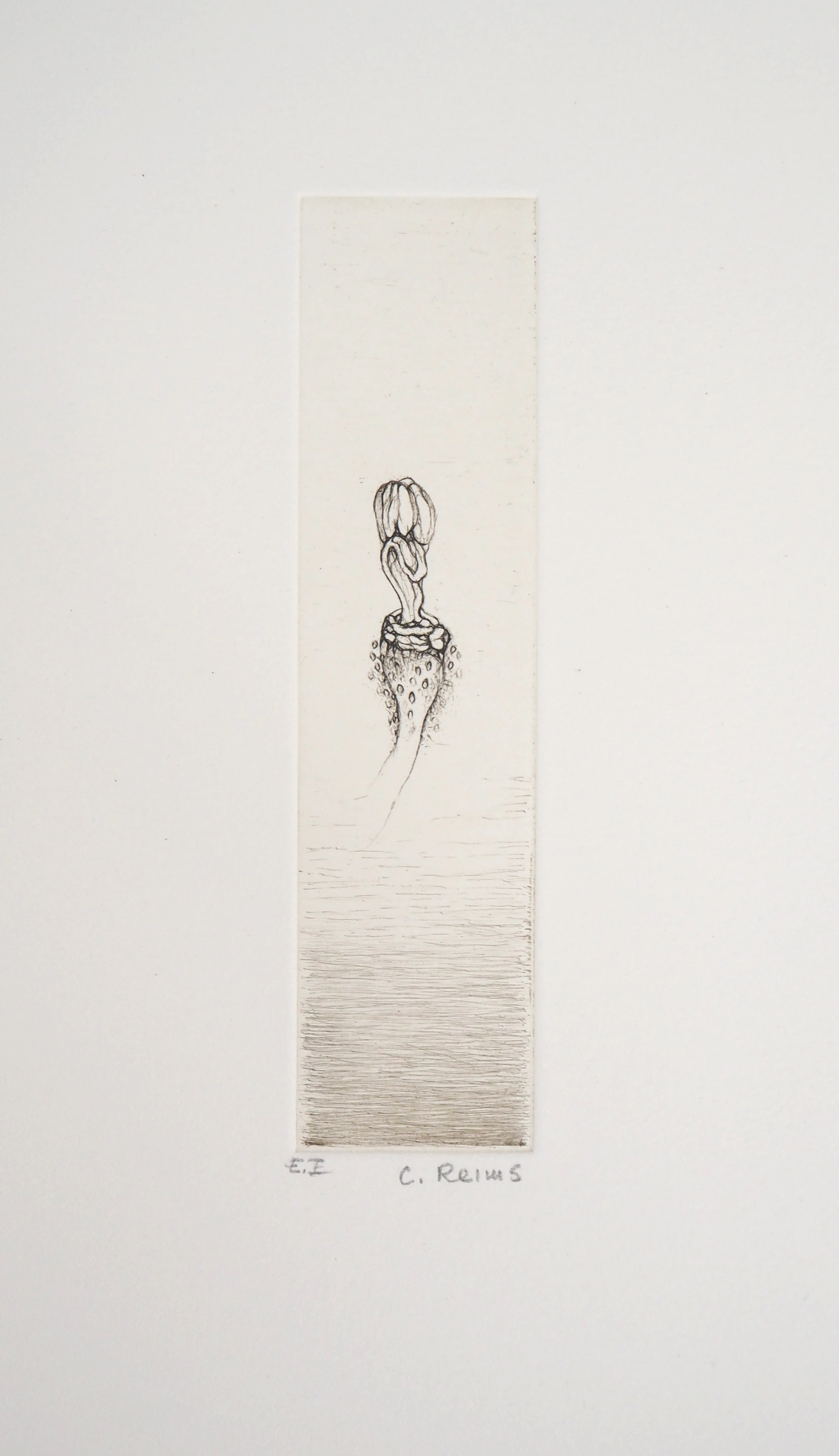 Cecile REIMS : Fleur curieuse - Gravure originale signée