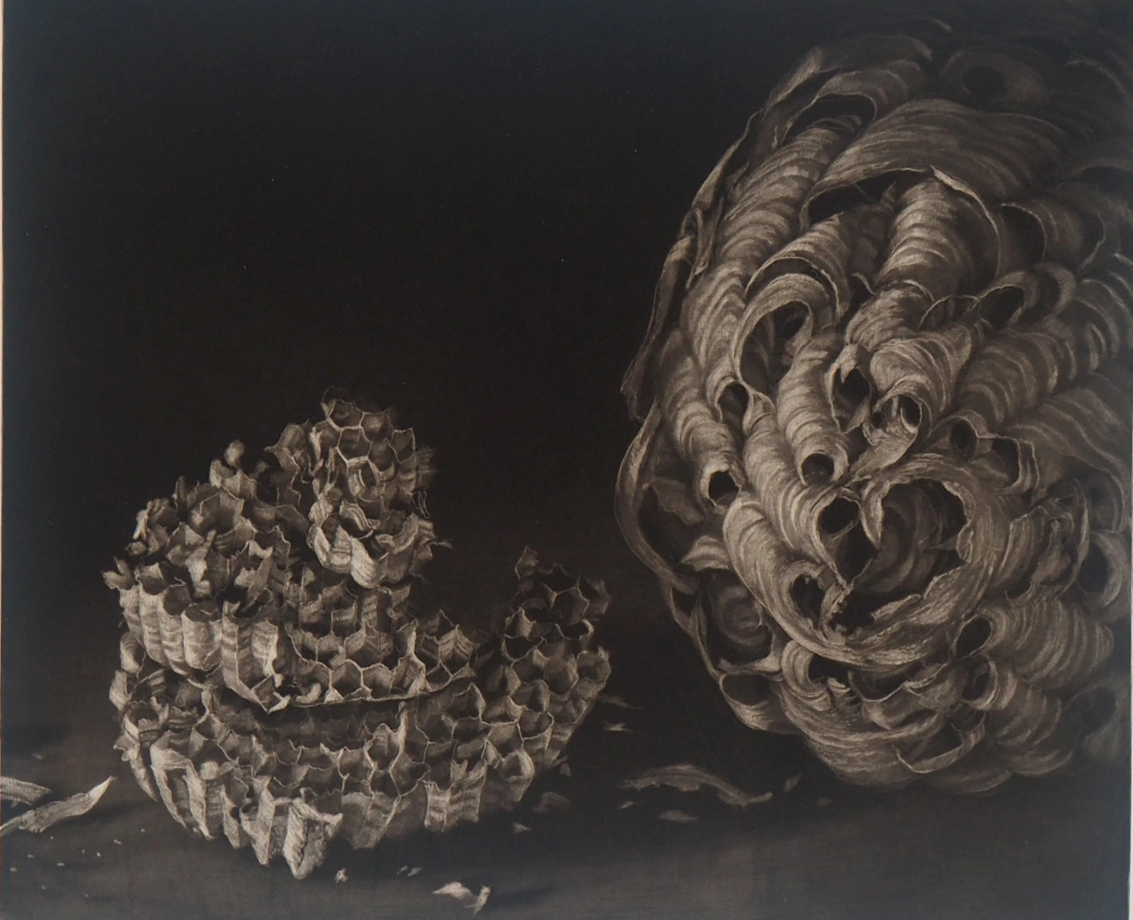 Judith ROTCHILD - Nids de frelon, 2014 - Gravure originale signée
