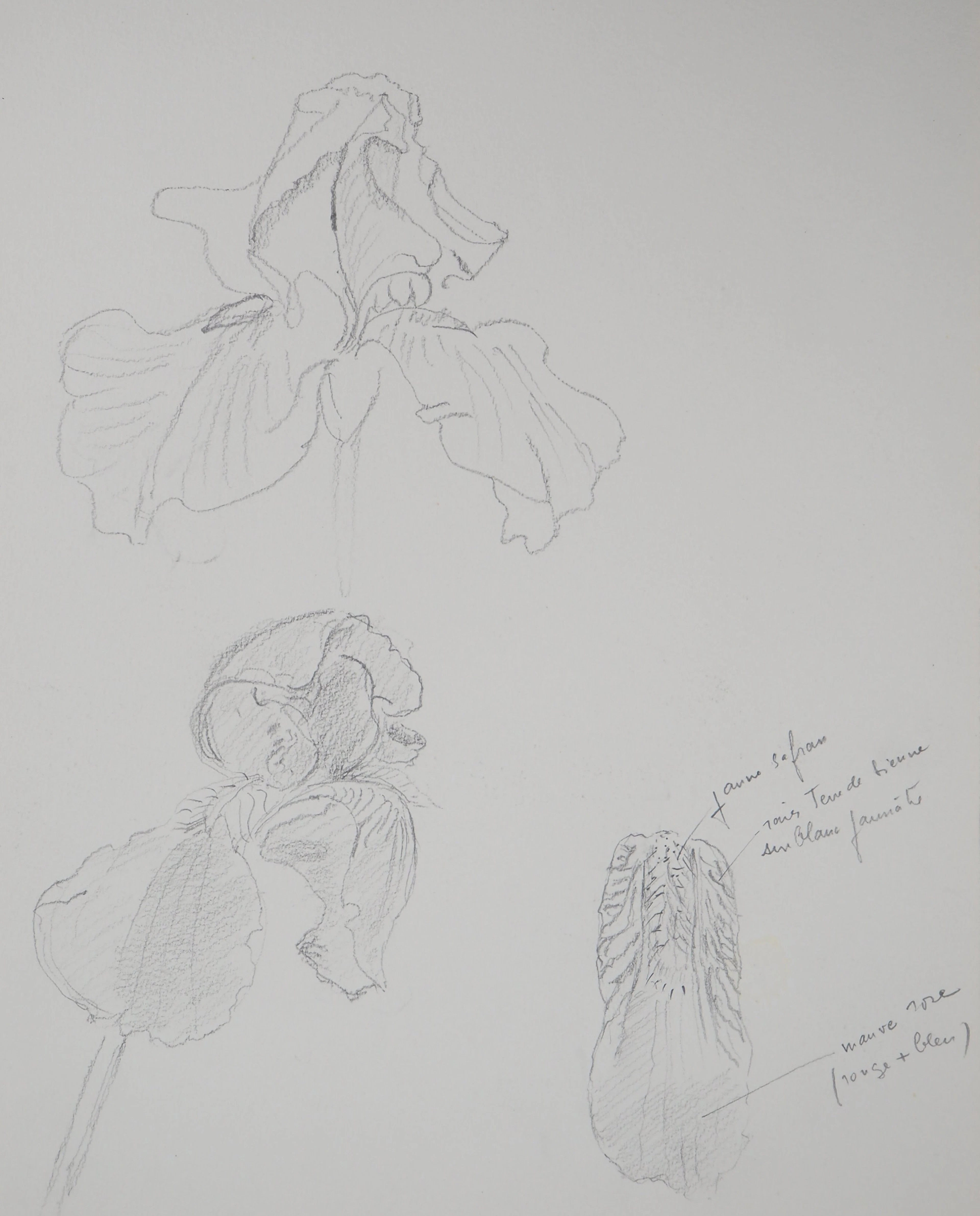 Lily MASSON : Etude de fleurs - Dessin au crayon original