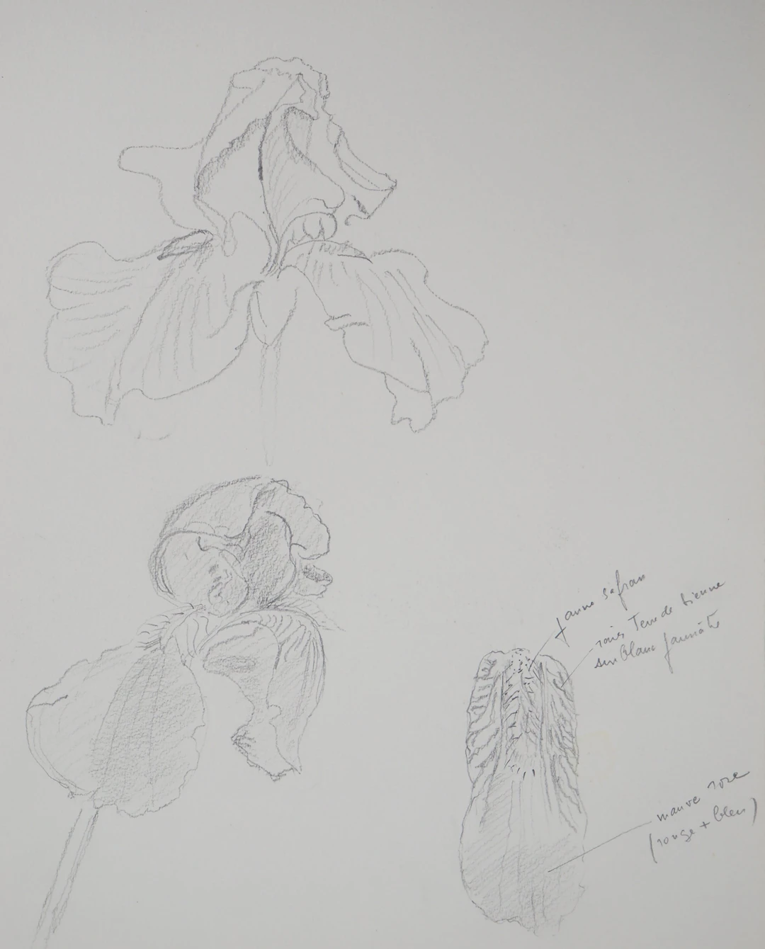 Lily MASSON : Etude de fleurs - Dessin au crayon original