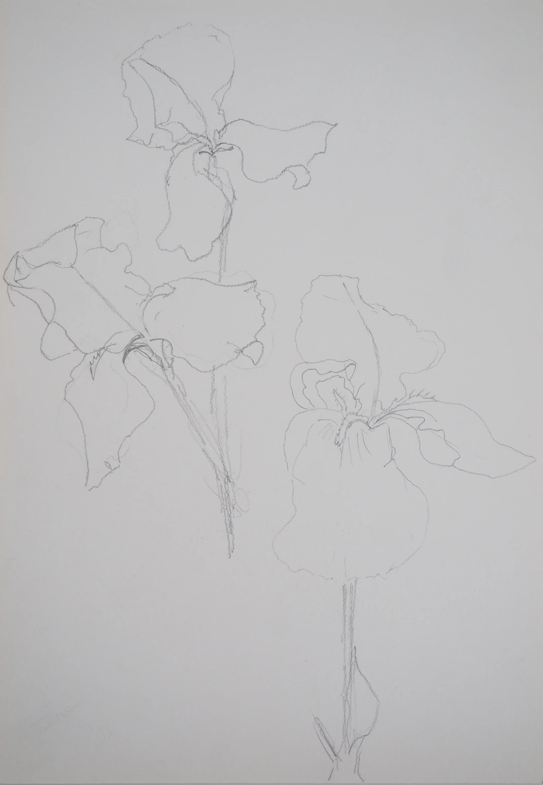 Lily MASSON : Hibiscus fleuri - Dessin au crayon original