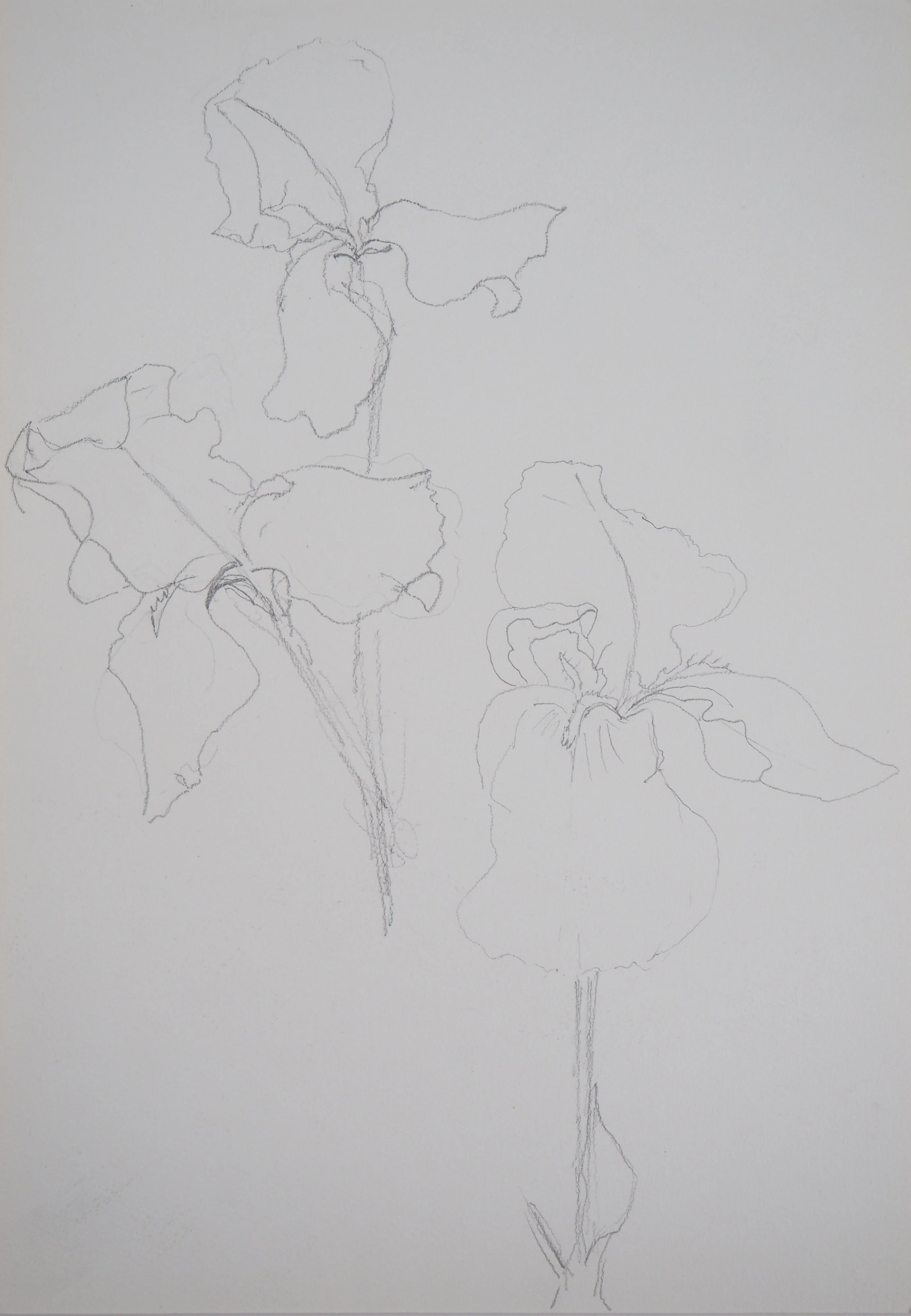 Lily MASSON : Hibiscus fleuri - Dessin au crayon original