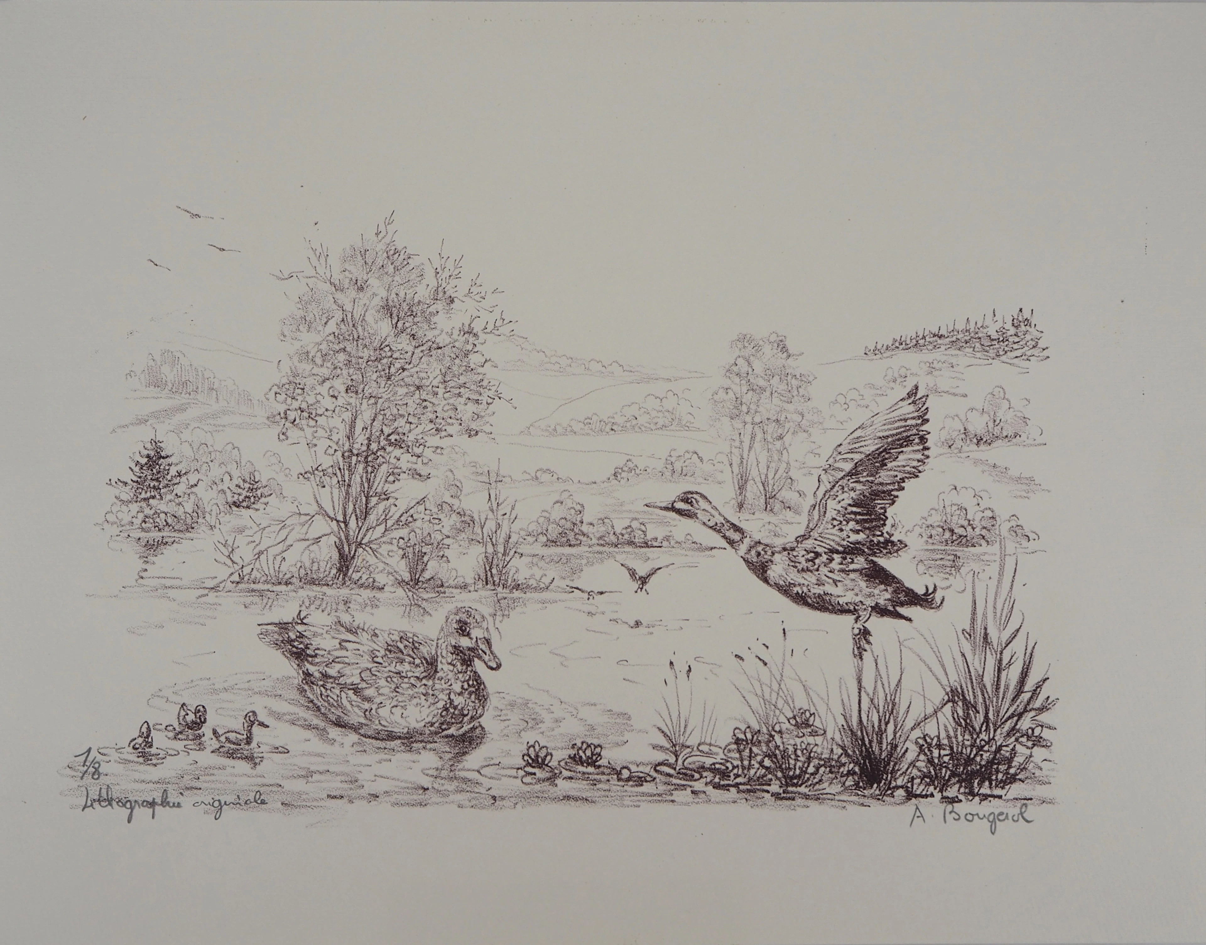 André BOUGEROL : Canards sur l’eau - Lithographie originale signée