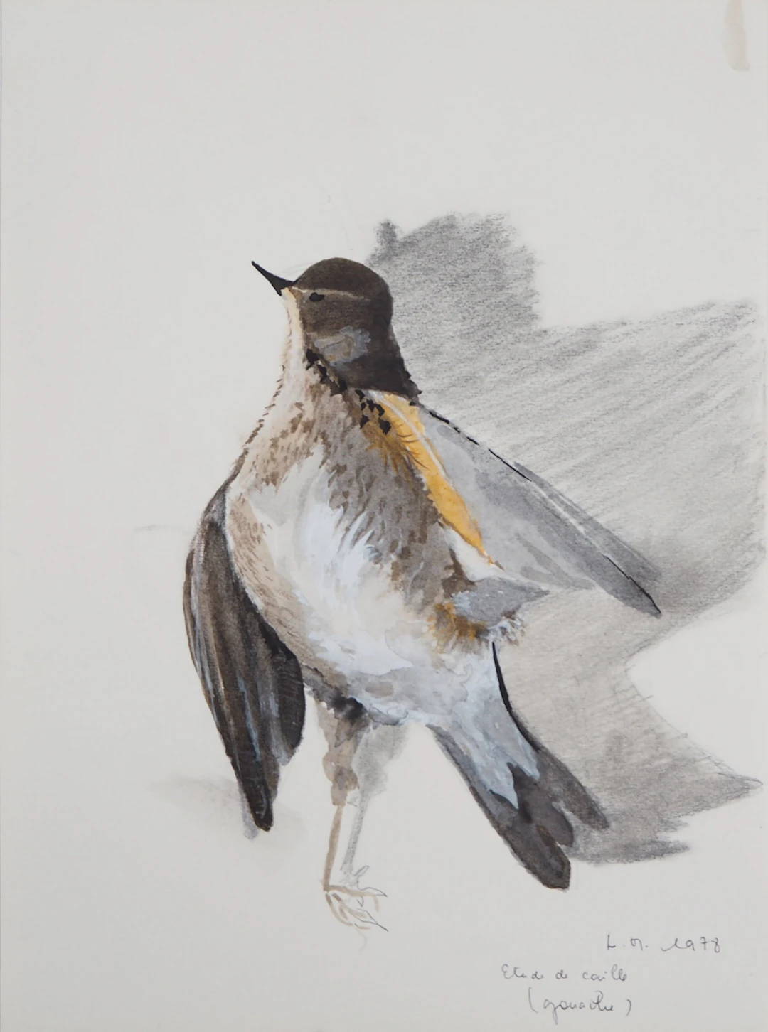 Lily MASSON : Etude de caille, 1978 - Gouache sur traits de crayon