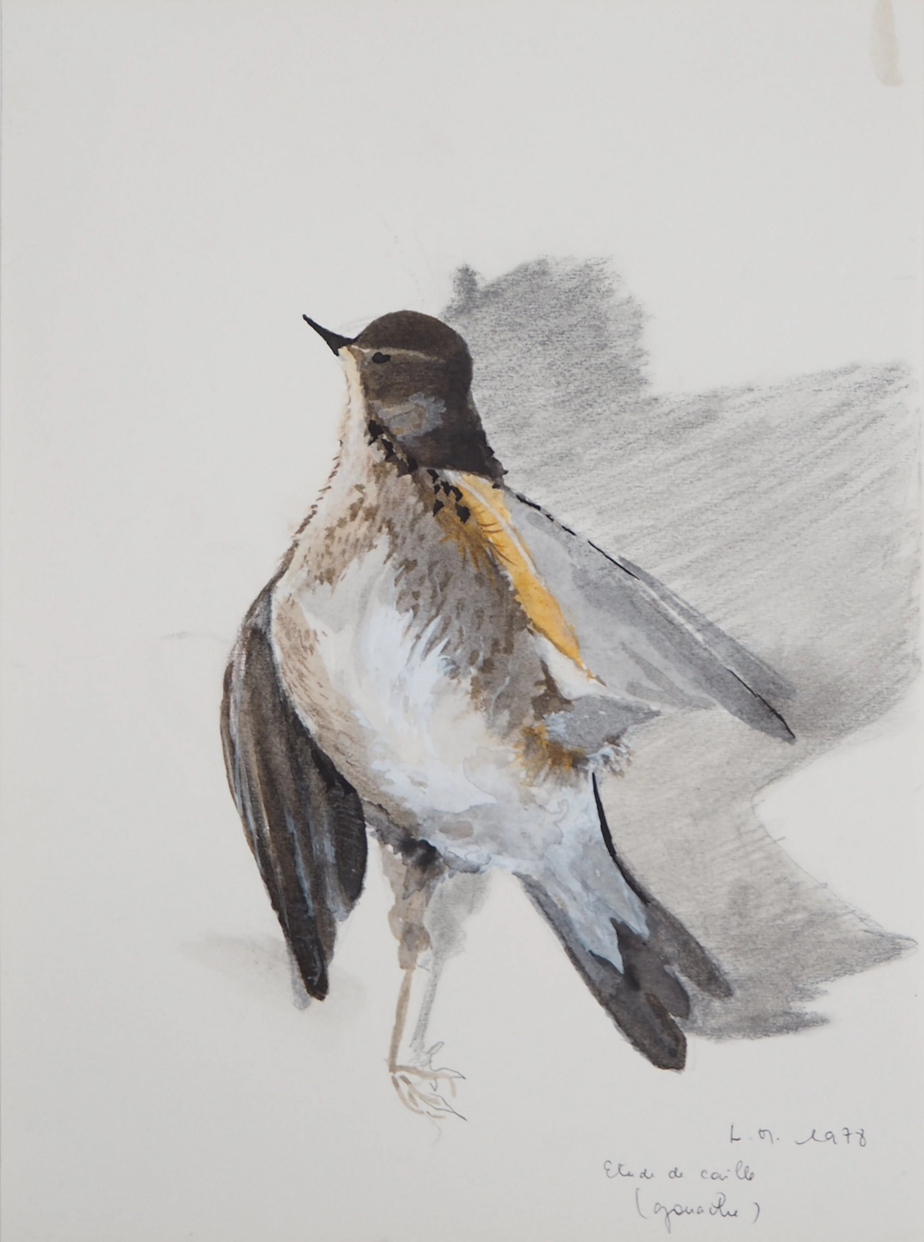 Lily MASSON : Etude de caille, 1978 - Gouache sur traits de crayon
