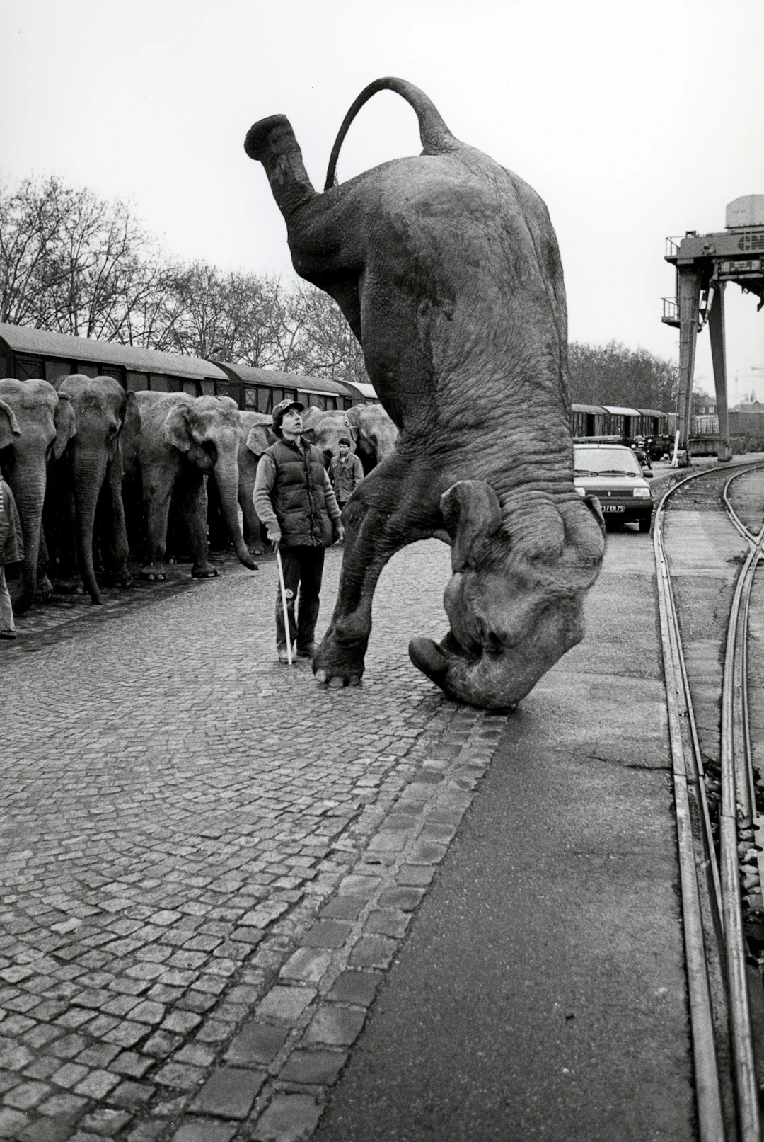José Nicolas - Elephants sur la tête 1985 - Tirage argentique