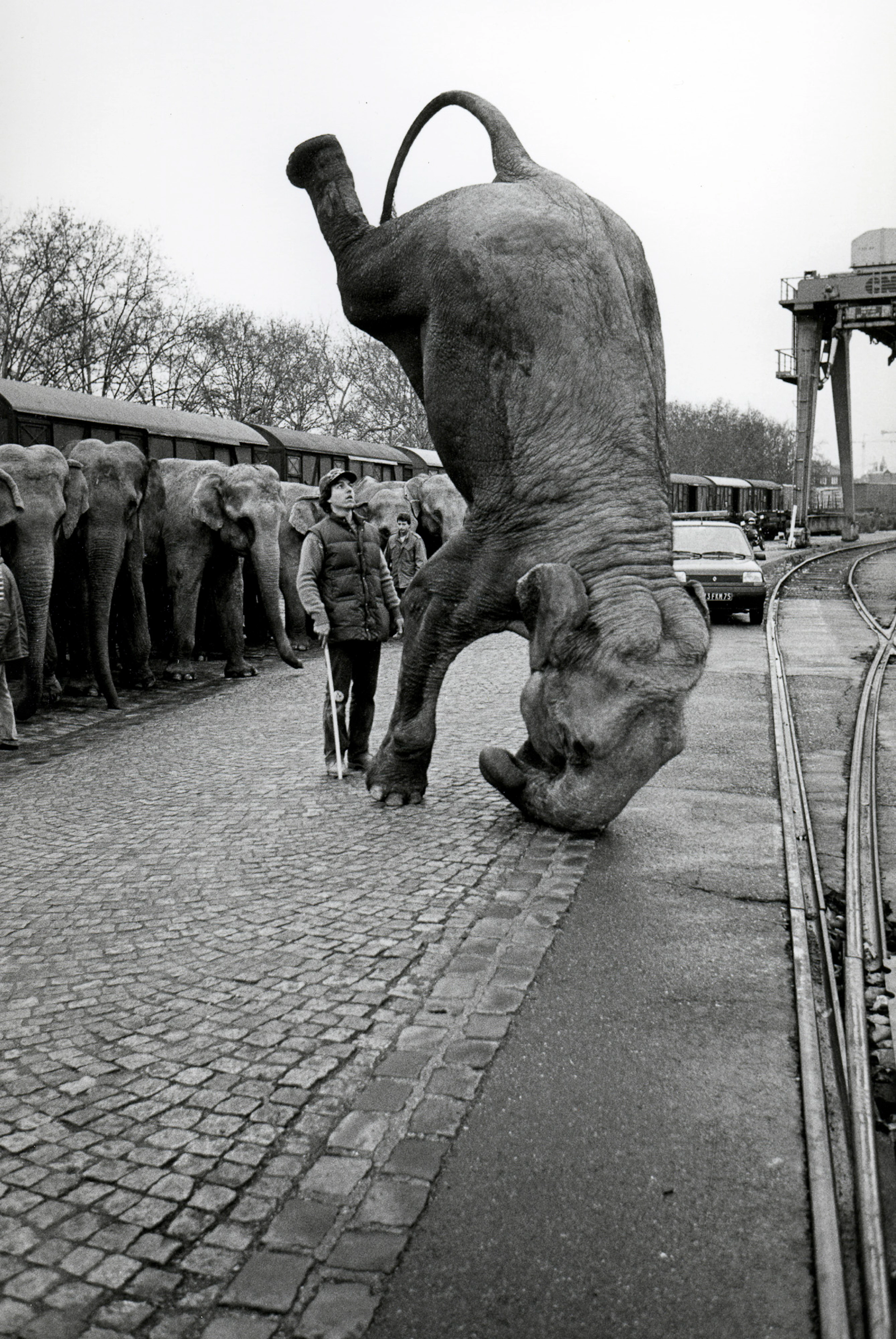 José Nicolas - Elephants sur la tête 1985 - Tirage argentique