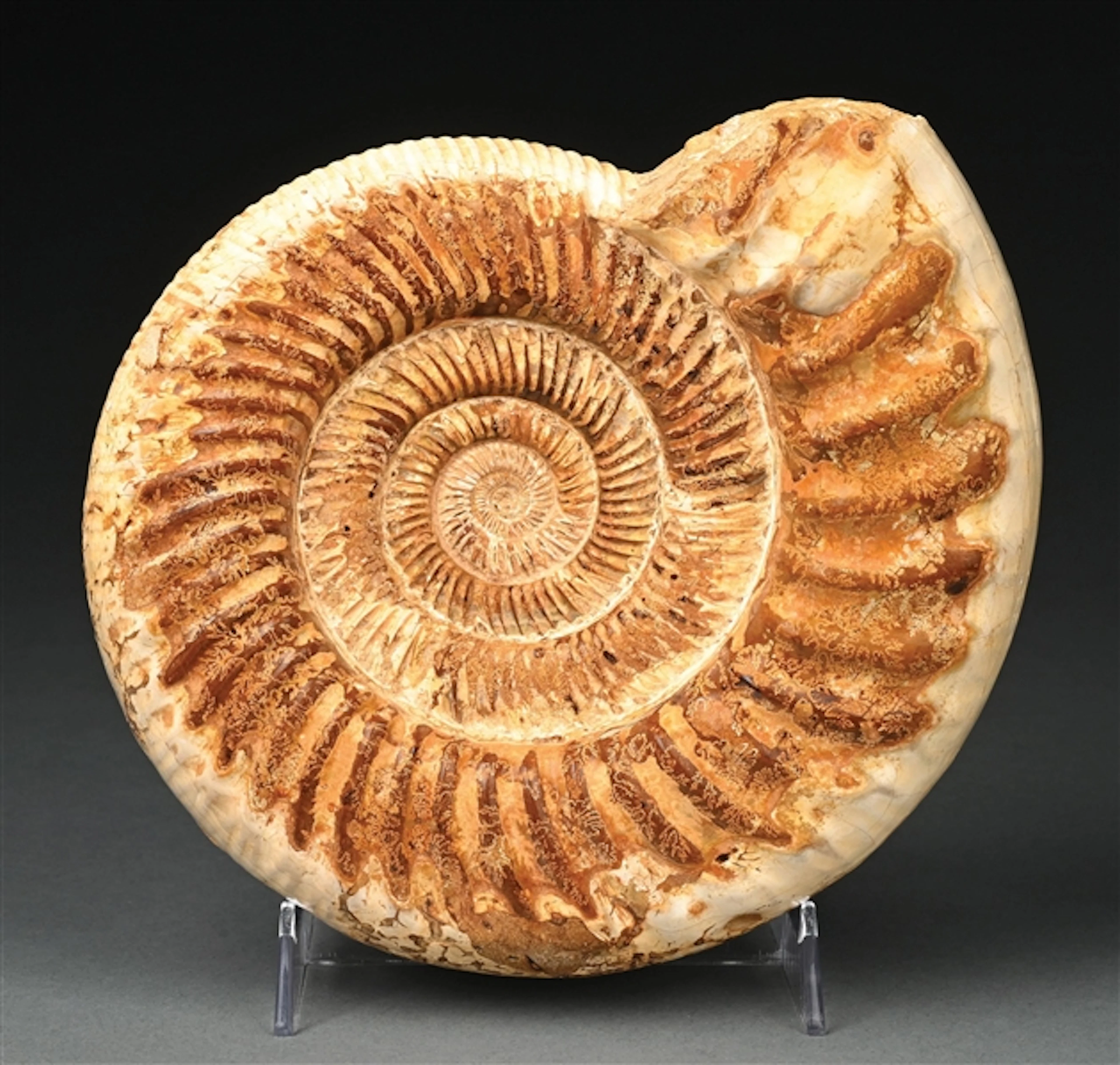 NATURAL CHRYSANTHEMUM CONCH FOSSIL