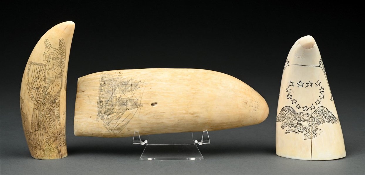 COLLECTION OF 3: SCRIMSHAW TEETH