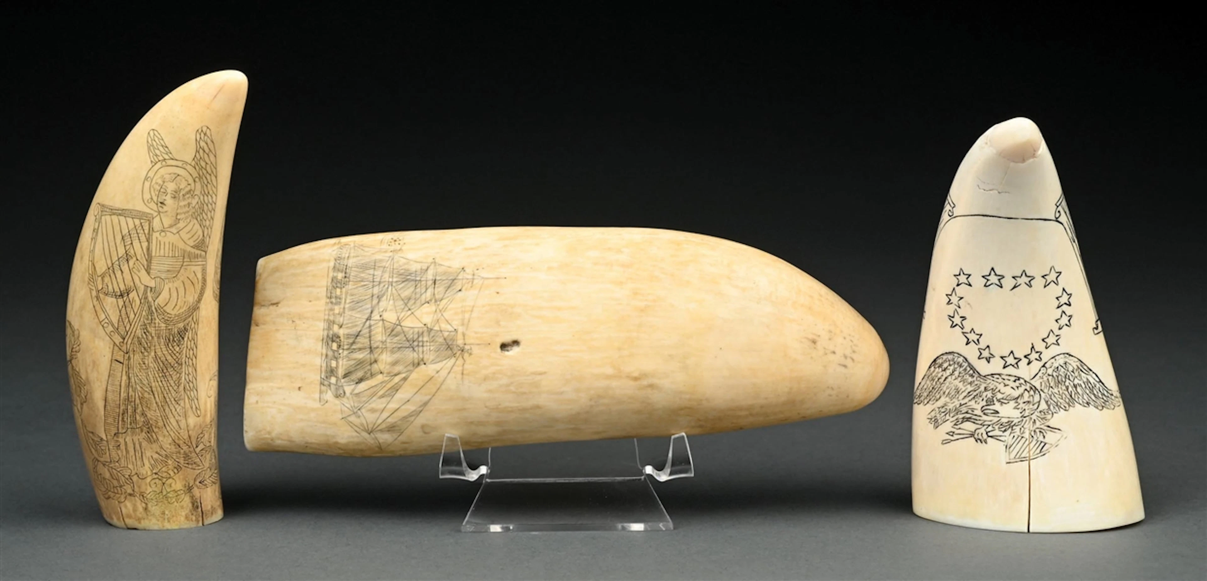 COLLECTION OF 3: SCRIMSHAW TEETH