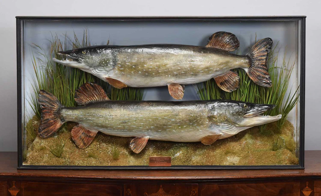 Taxidermy: A Large Cased Pair of Northern Pikes (Esox lucius), dated