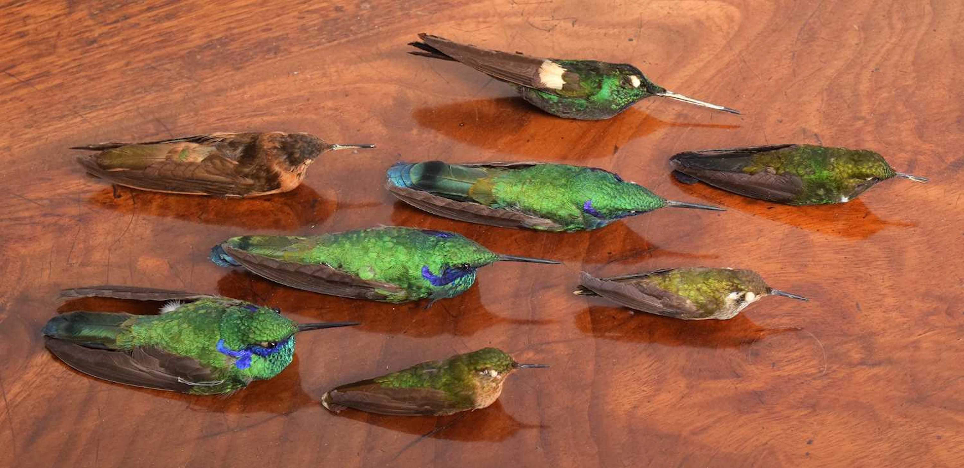 Taxidermy: A Group of Tropical Hummingbird Study Skins, early 20th century