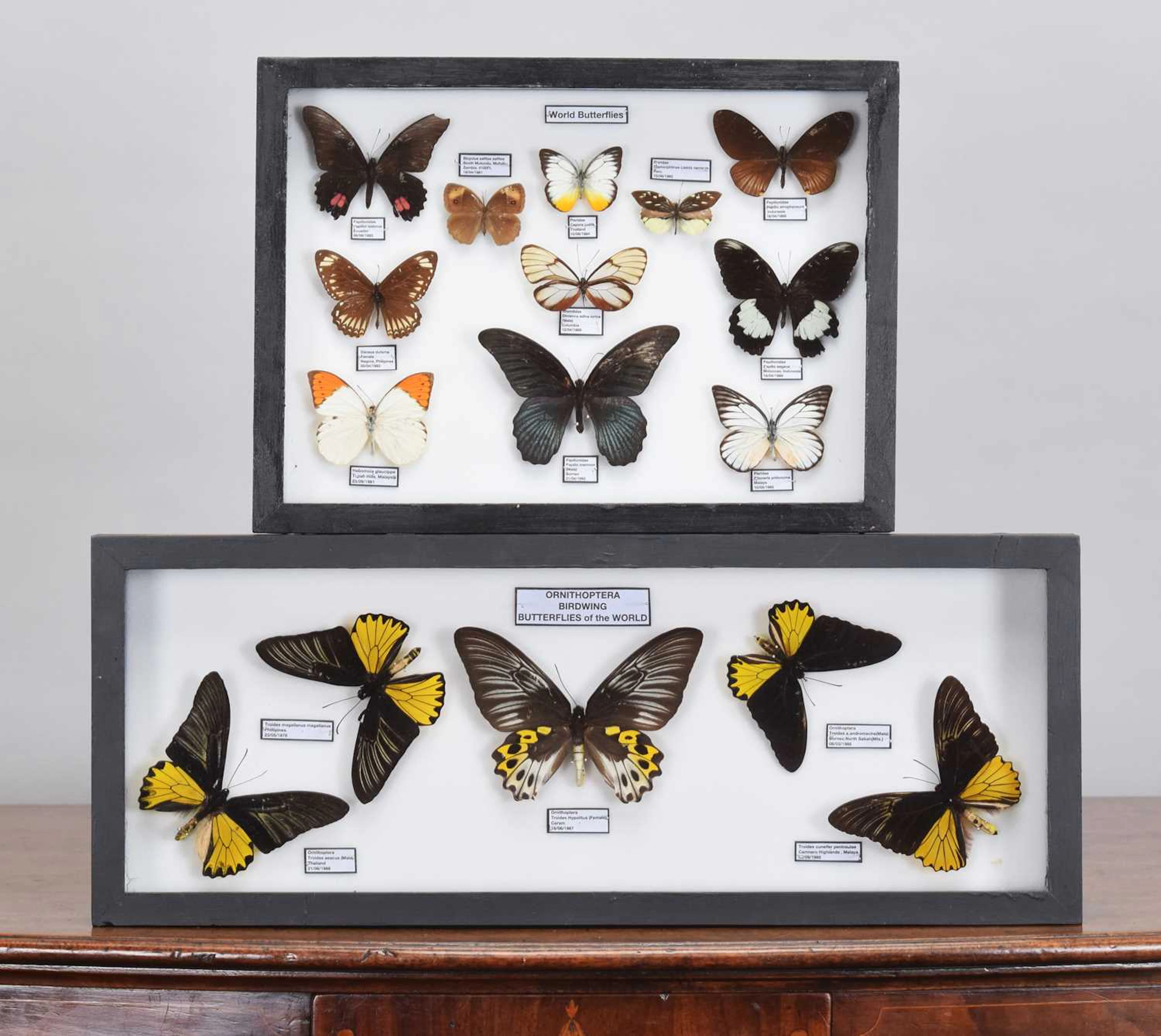 Entomology: A Collection of Framed World Butterflies, modern