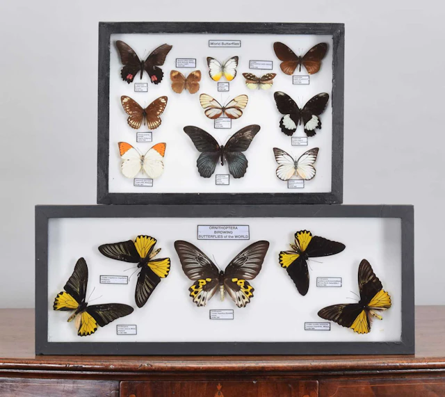 Entomology: A Collection of Framed World Butterflies, modern