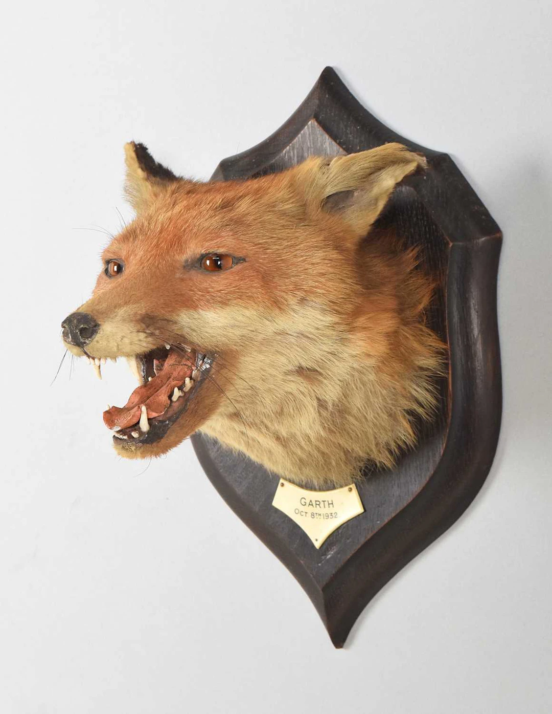Taxidermy: European Red Fox Mask (Vulpes vulpes), dated 1932, by Rowland