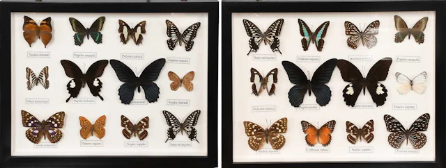 Entomology: A Pair of Framed Tropical Butterfly Displays