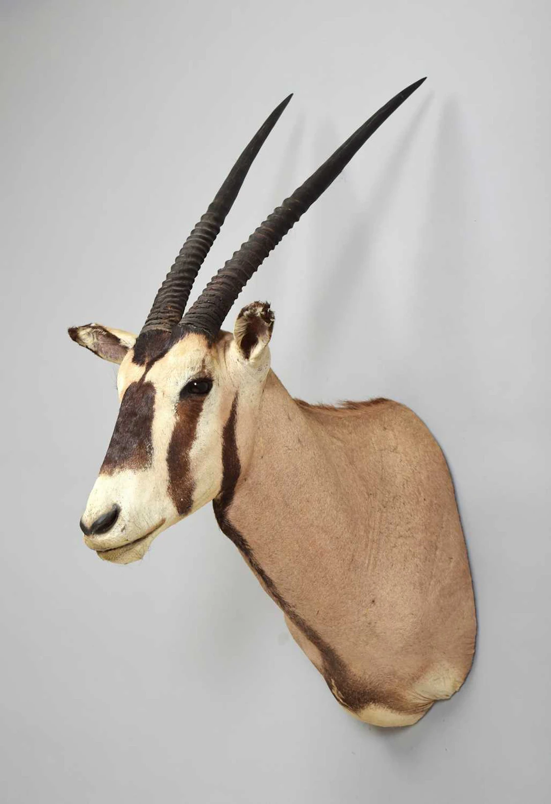 Taxidermy: Gemsbok Oryx (Oryx gazella), modern, (Oryx gazella), by