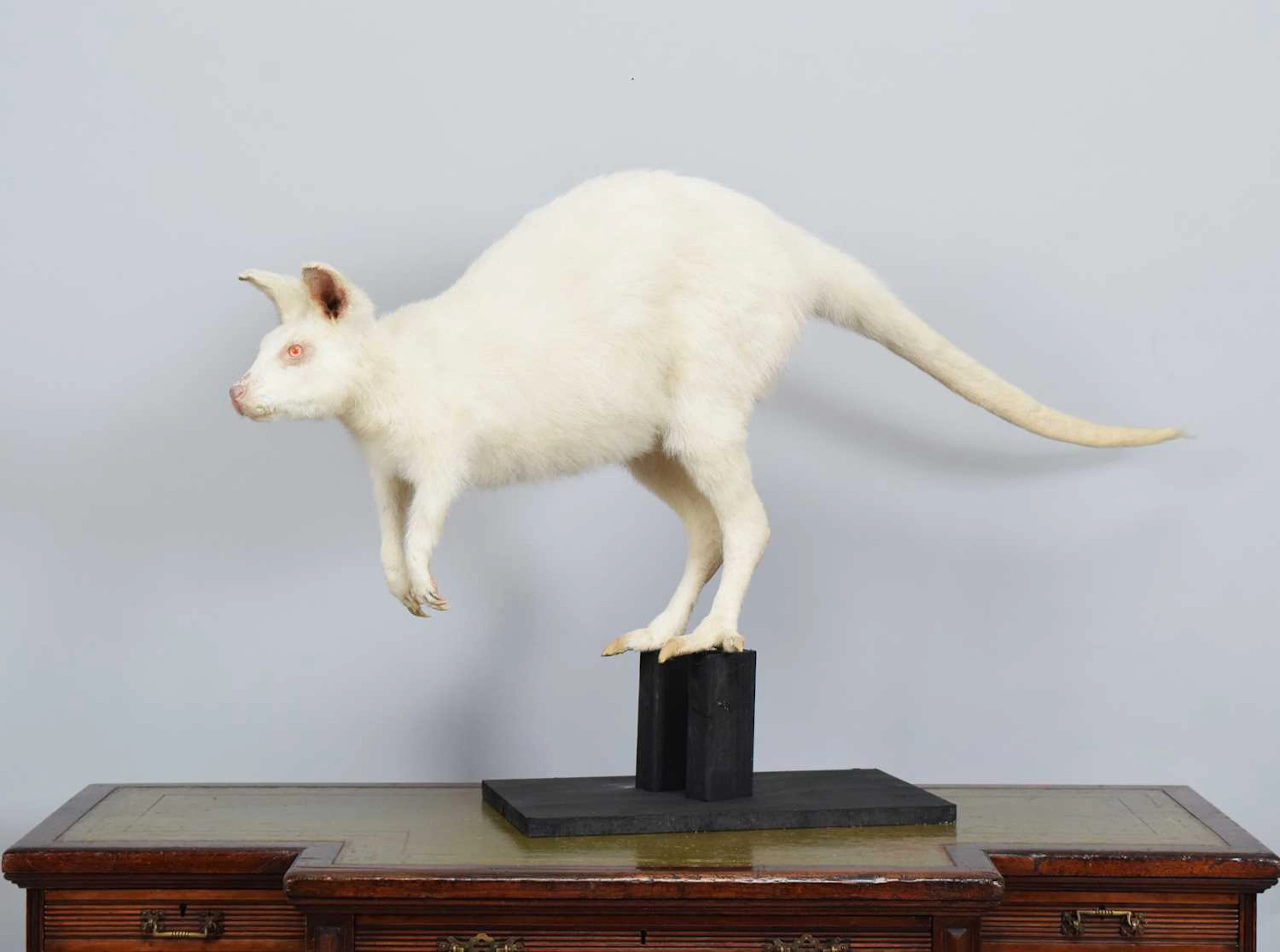 Taxidermy: Albino Wallaby (Macropus rufogriseus), modern, (Macropus