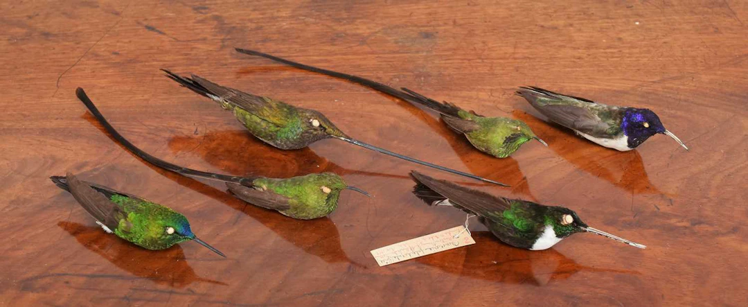 Taxidermy: A Group of Tropical Hummingbird Study Skins, early 20th century