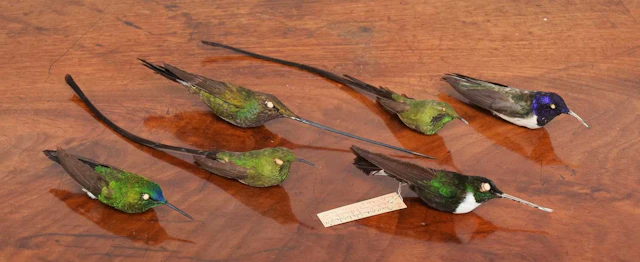 Taxidermy: A Group of Tropical Hummingbird Study Skins, early 20th century