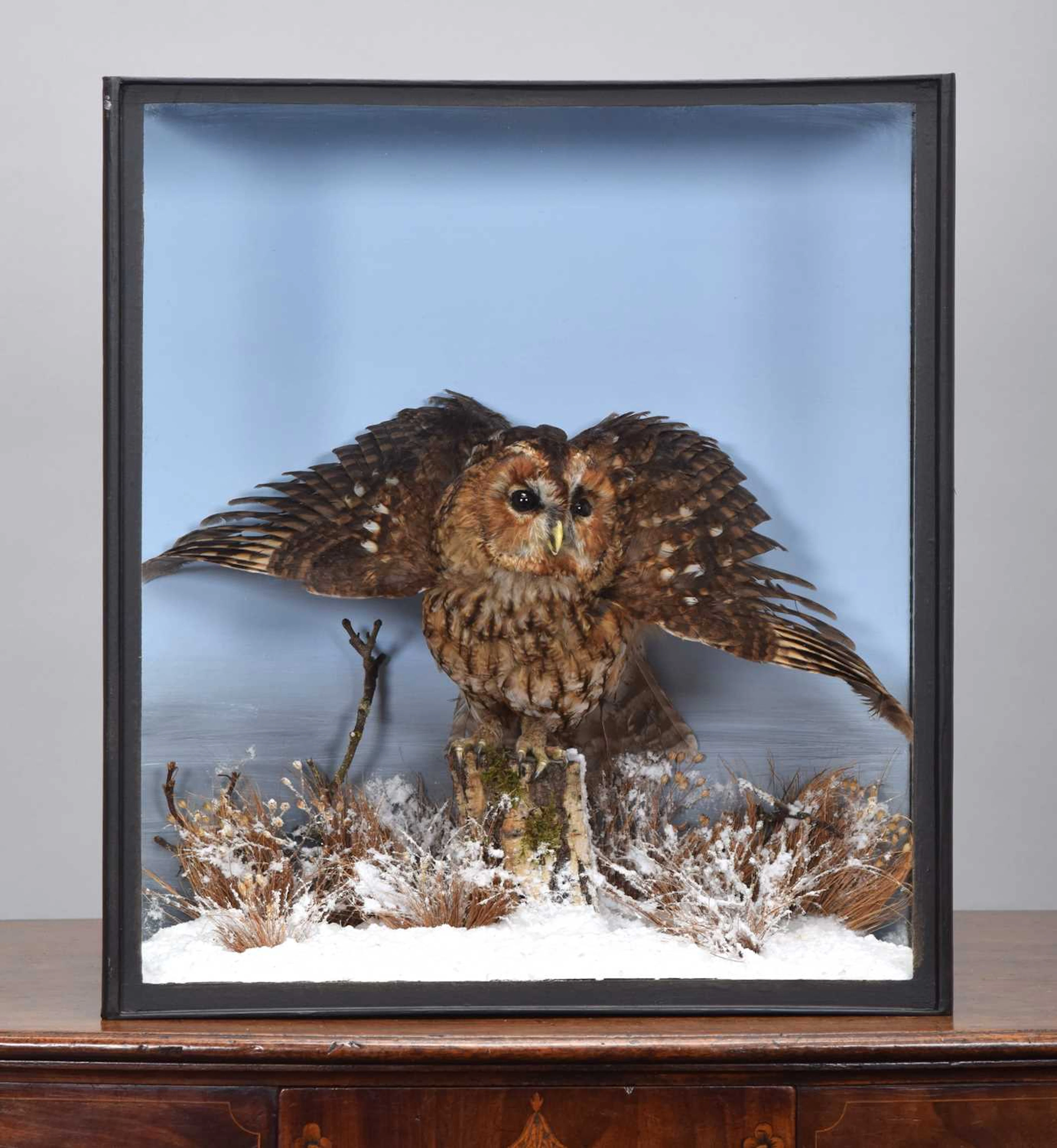 Taxidermy: A Cased Tawny Owl, dated 2003