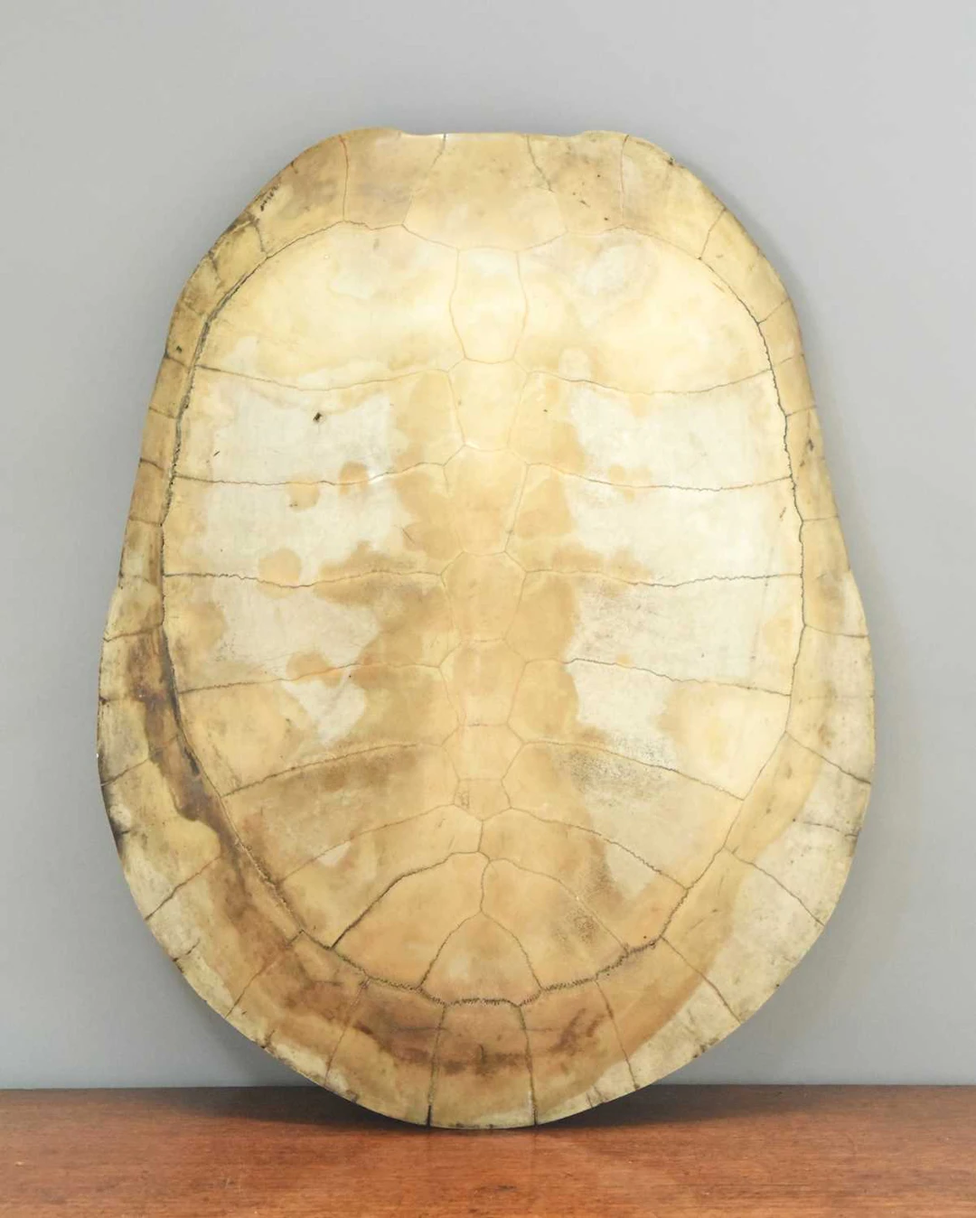 Natural History: Giant South American River Turtle Blonde Shell (Podocnemis