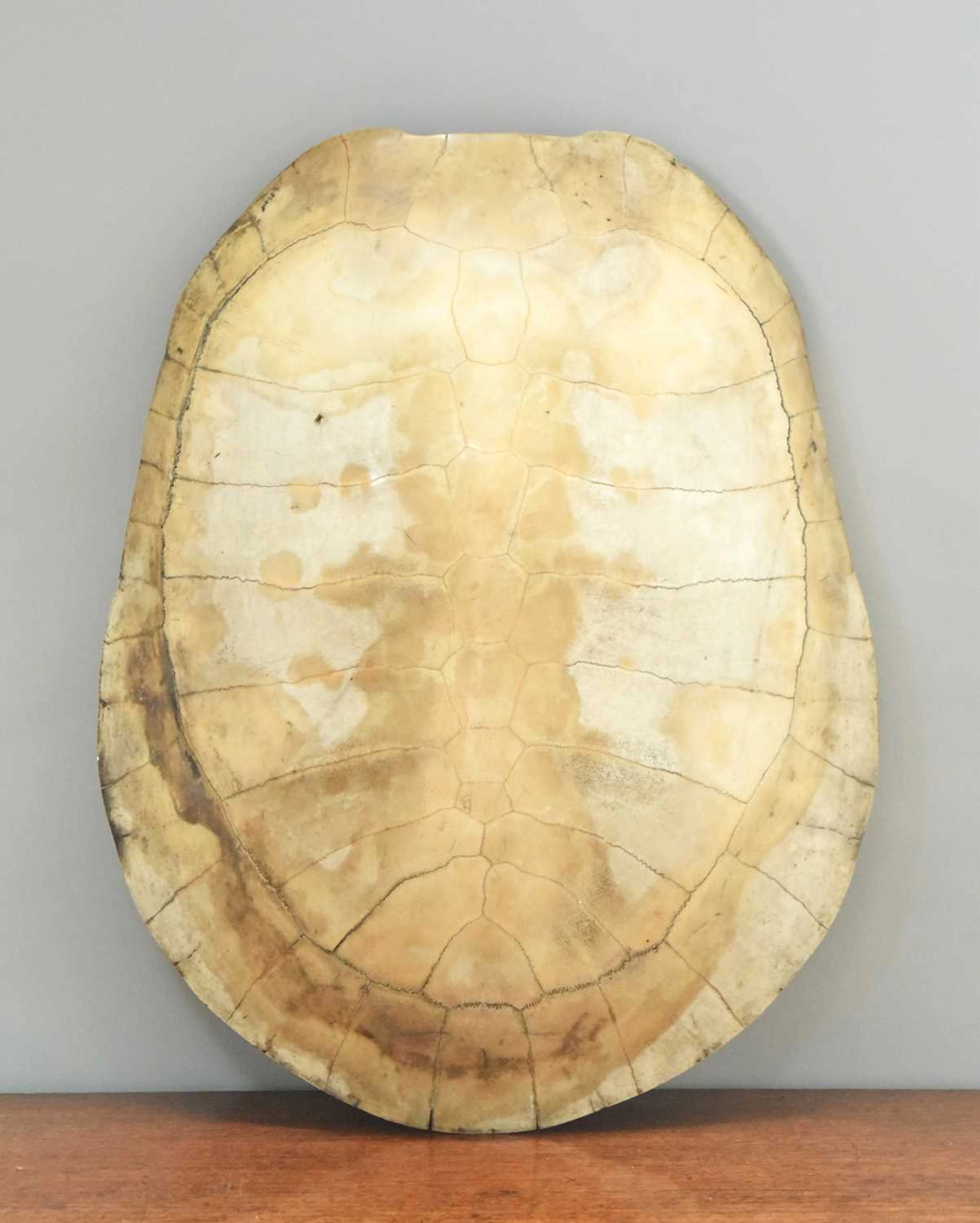 Natural History: Giant South American River Turtle Blonde Shell (Podocnemis