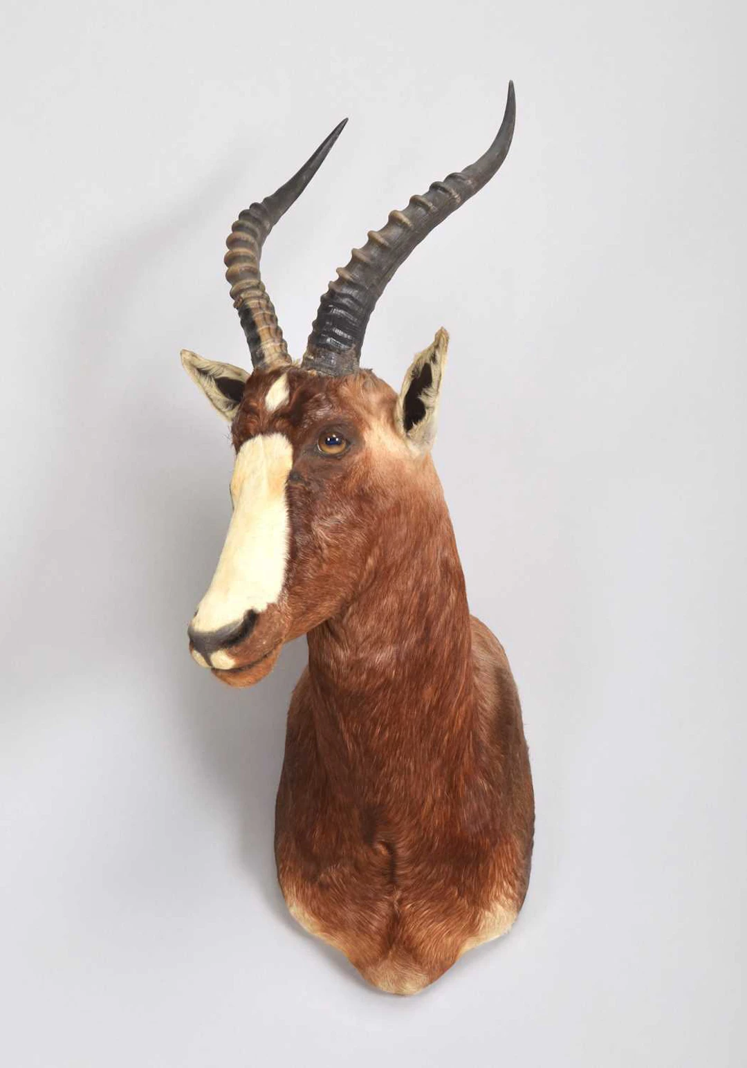 Taxidermy: Blesbok (Damaliscus pygargus phillipsi), modern, (Damaliscus