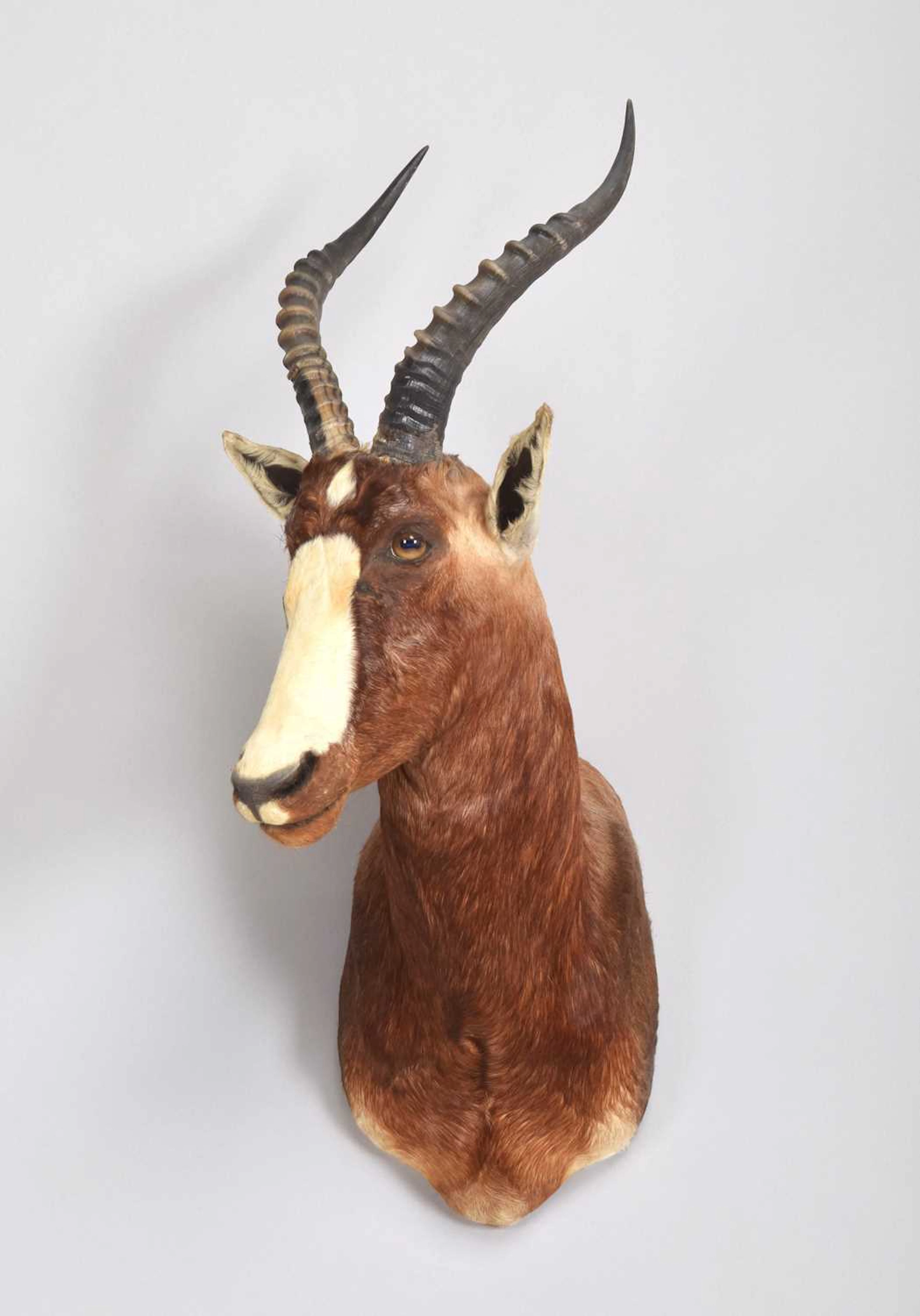 Taxidermy: Blesbok (Damaliscus pygargus phillipsi), modern, (Damaliscus
