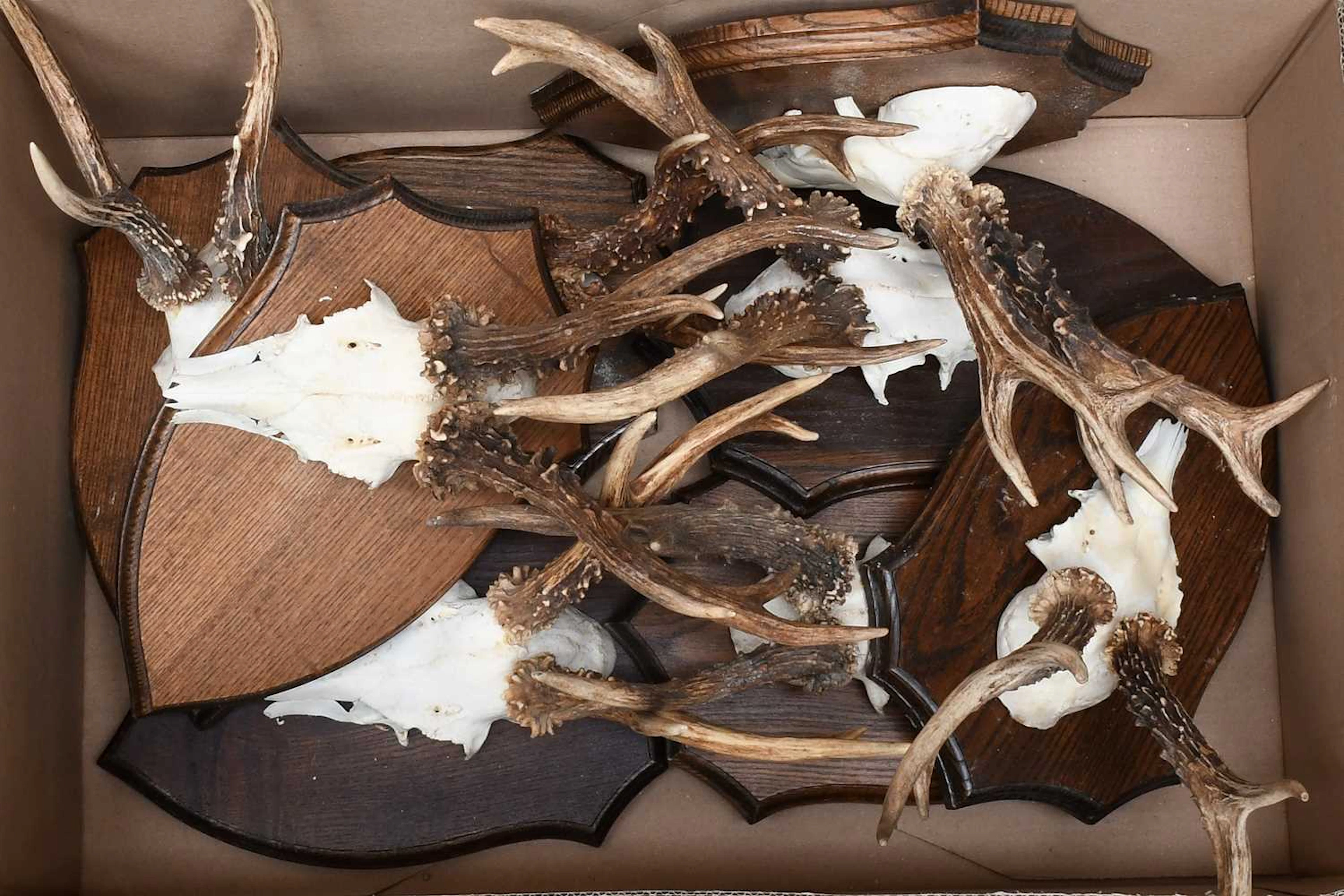 Antlers/Horns: A Group of Large Medal Class Roebuck Antlers (Capreolus
